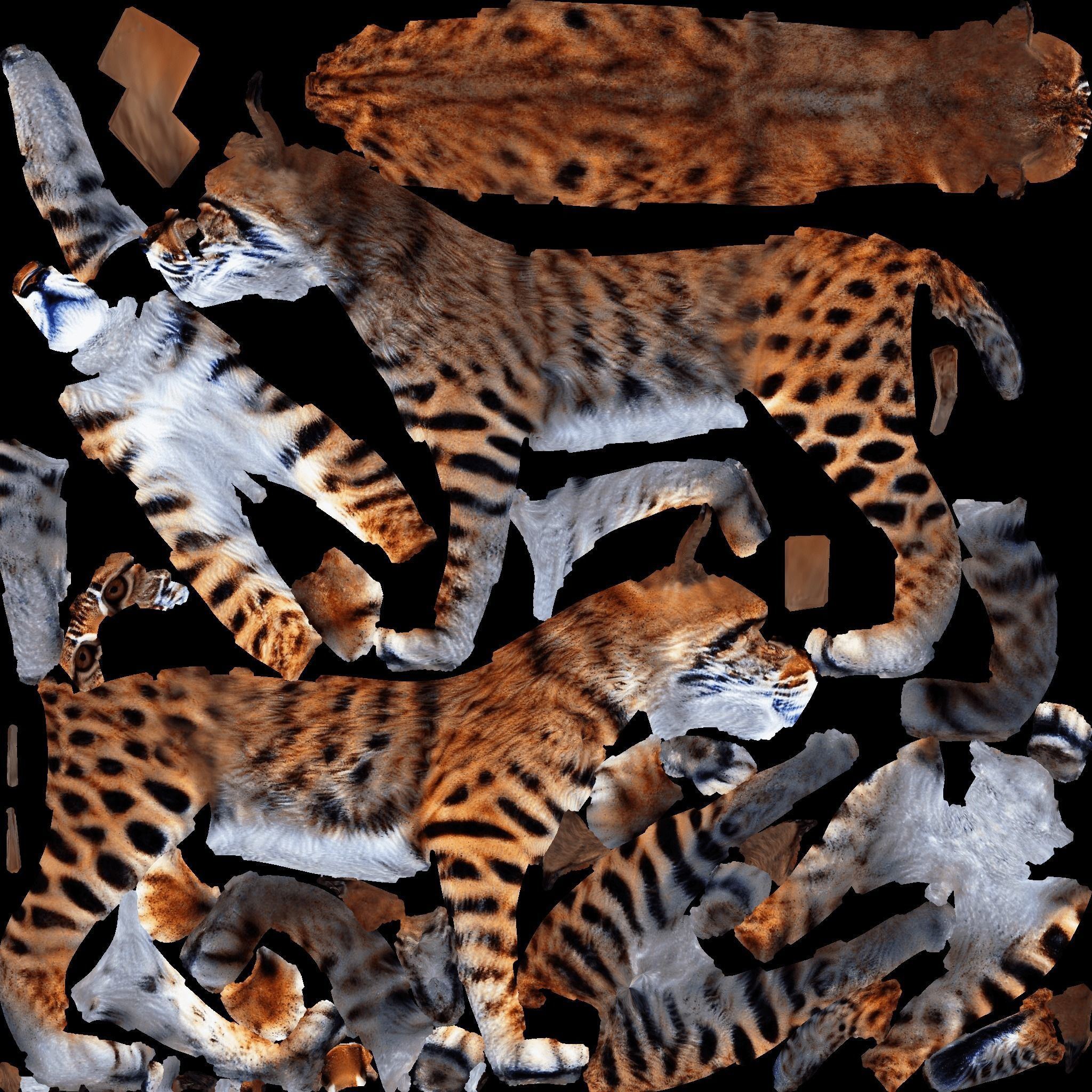 Lynx Animal Free 3D model 8