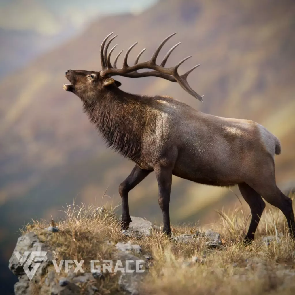 Male Elk Animated VFX Grace 3D model