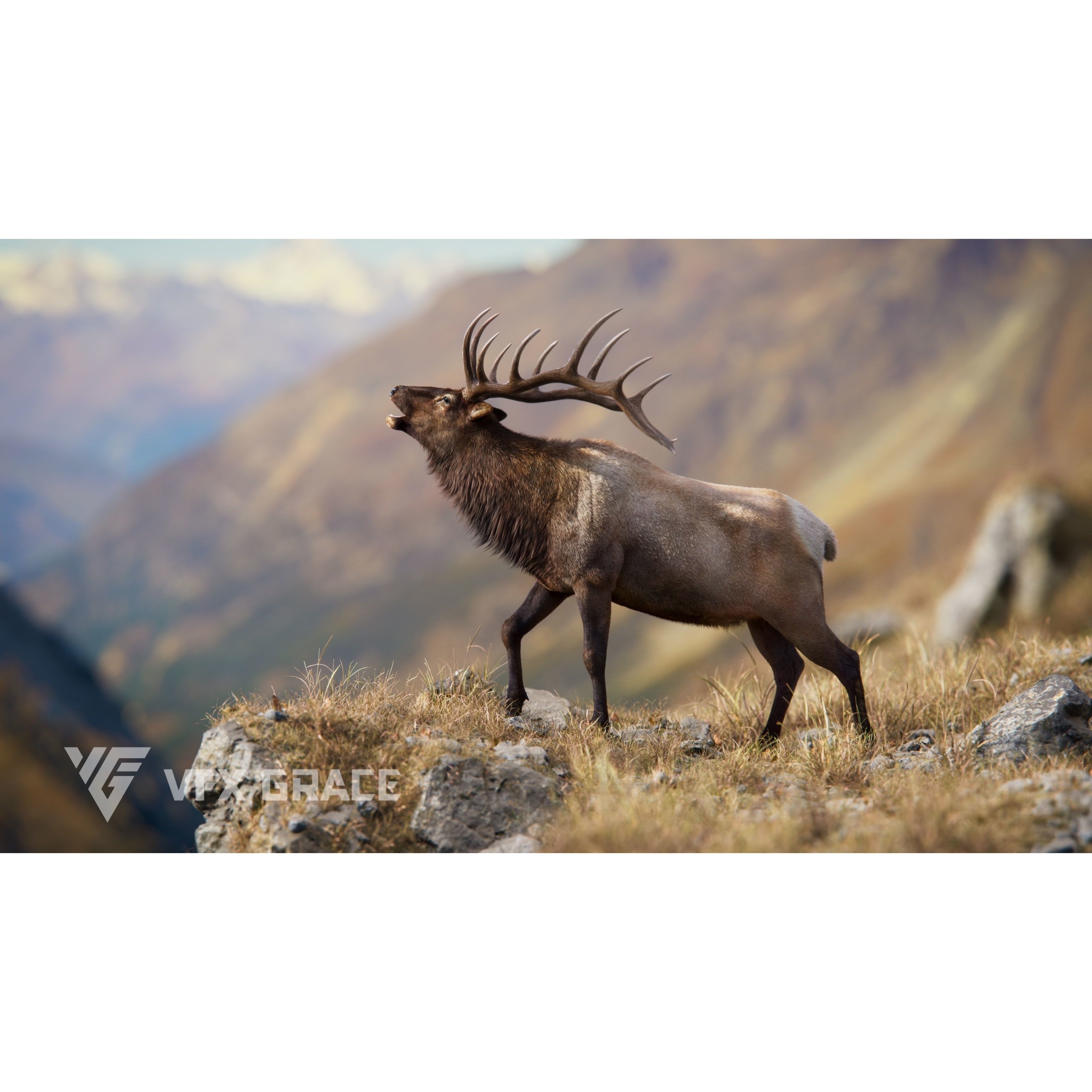 Male Elk Animated VFX Grace 3D model 2