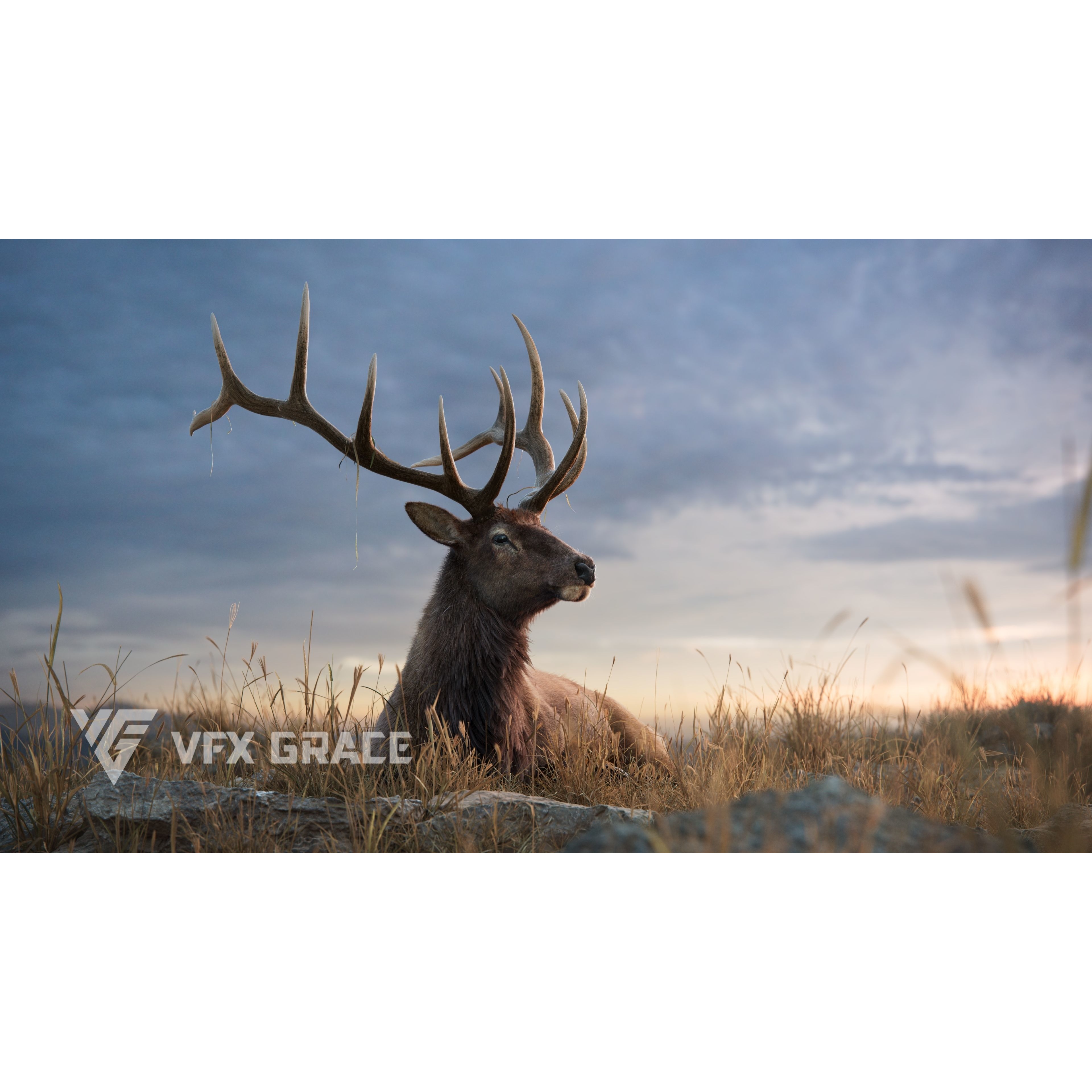 Male Elk Animated VFX Grace 3D model 4