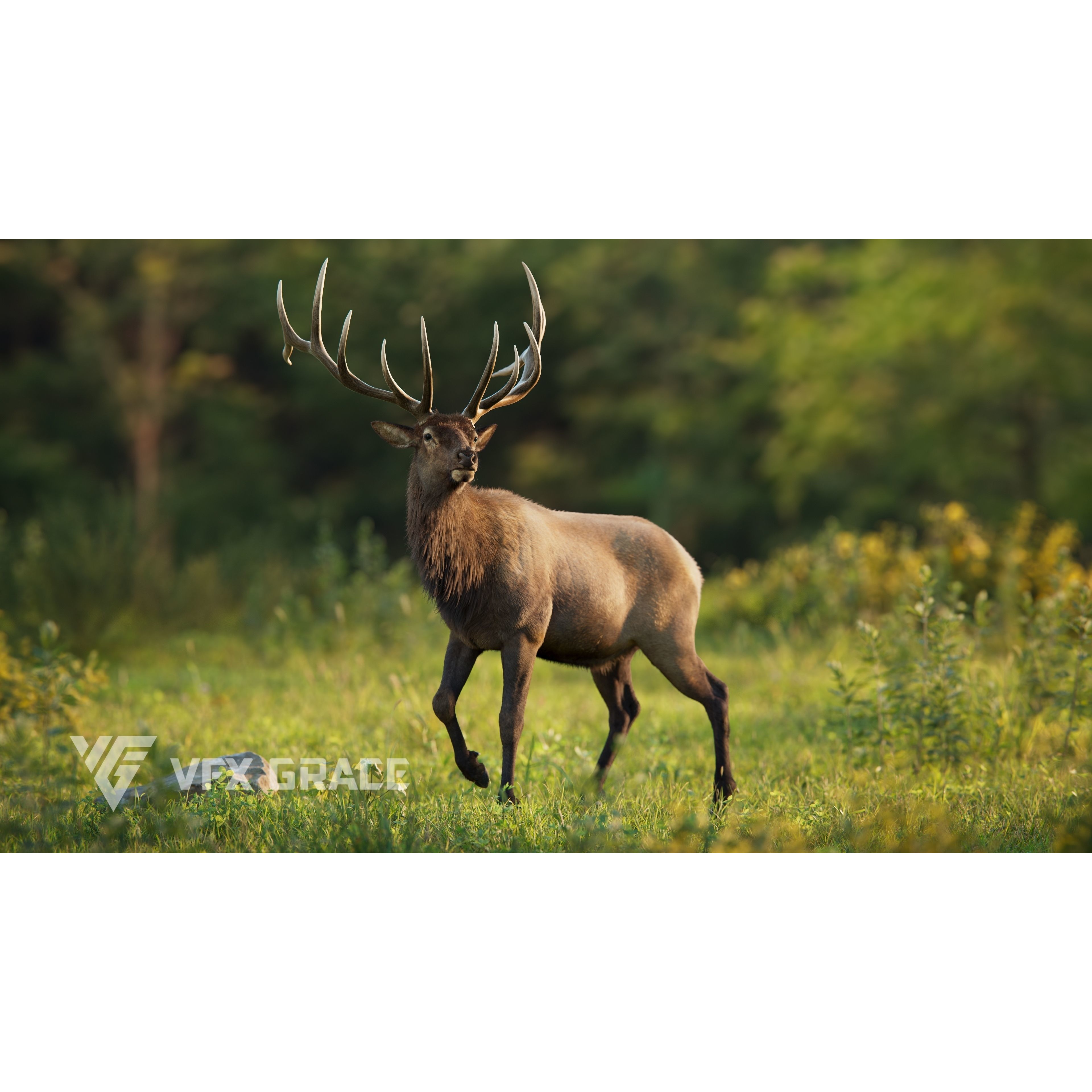 Male Elk Animated VFX Grace 3D model 6