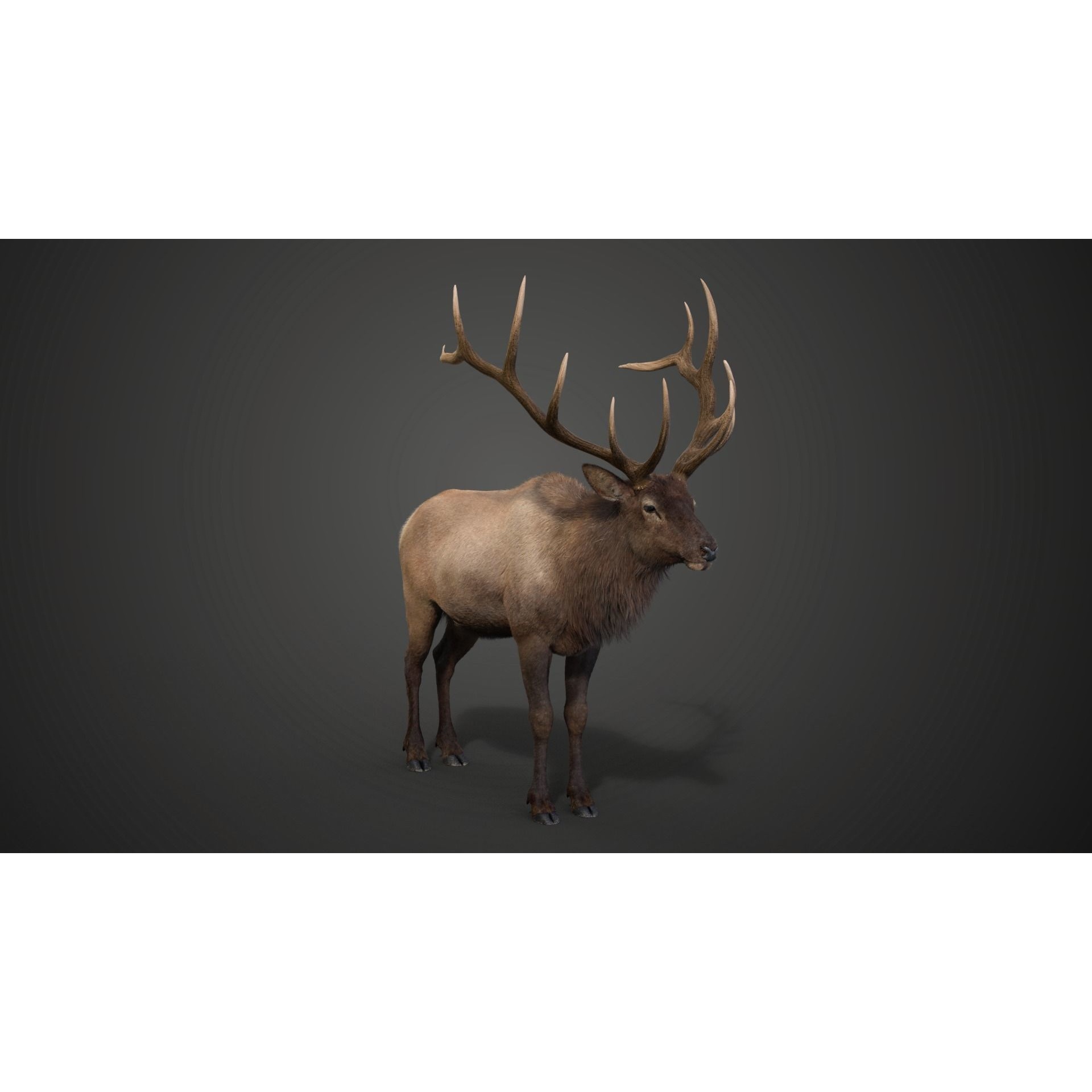 Male Elk Animated VFX Grace 3D model 8