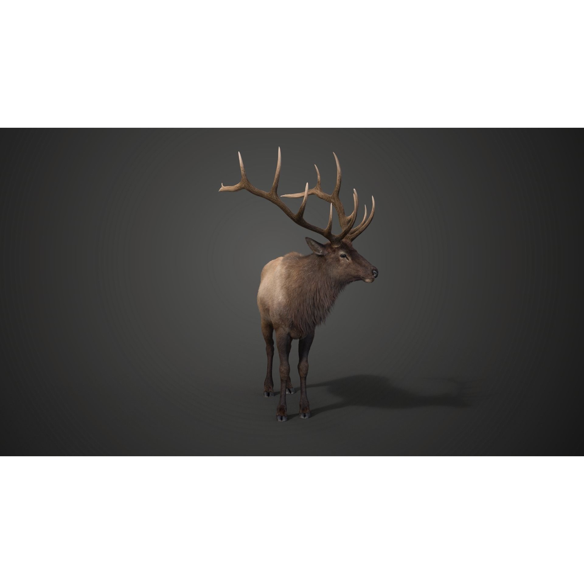 Male Elk Animated VFX Grace 3D model 9
