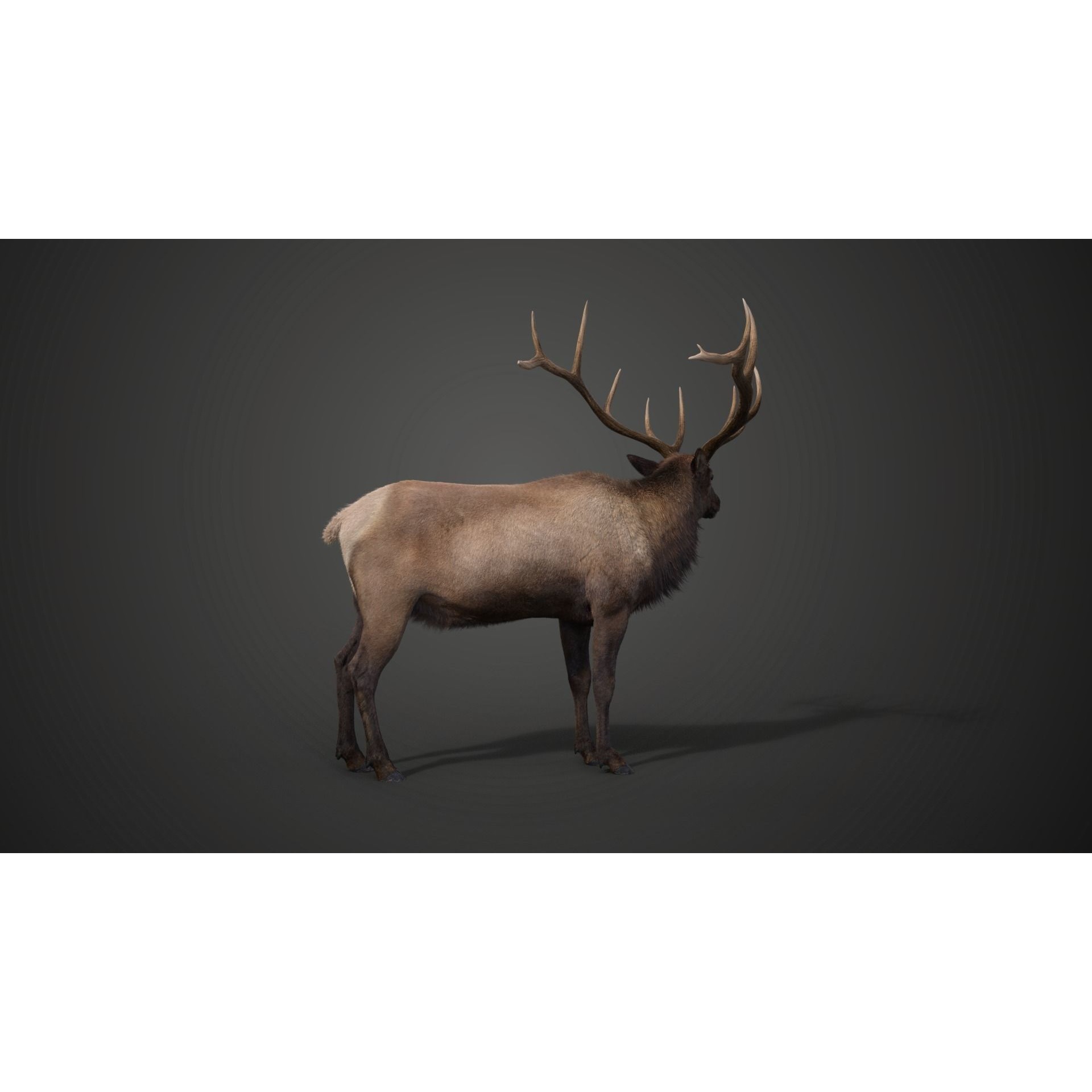 Male Elk Animated VFX Grace 3D model 10