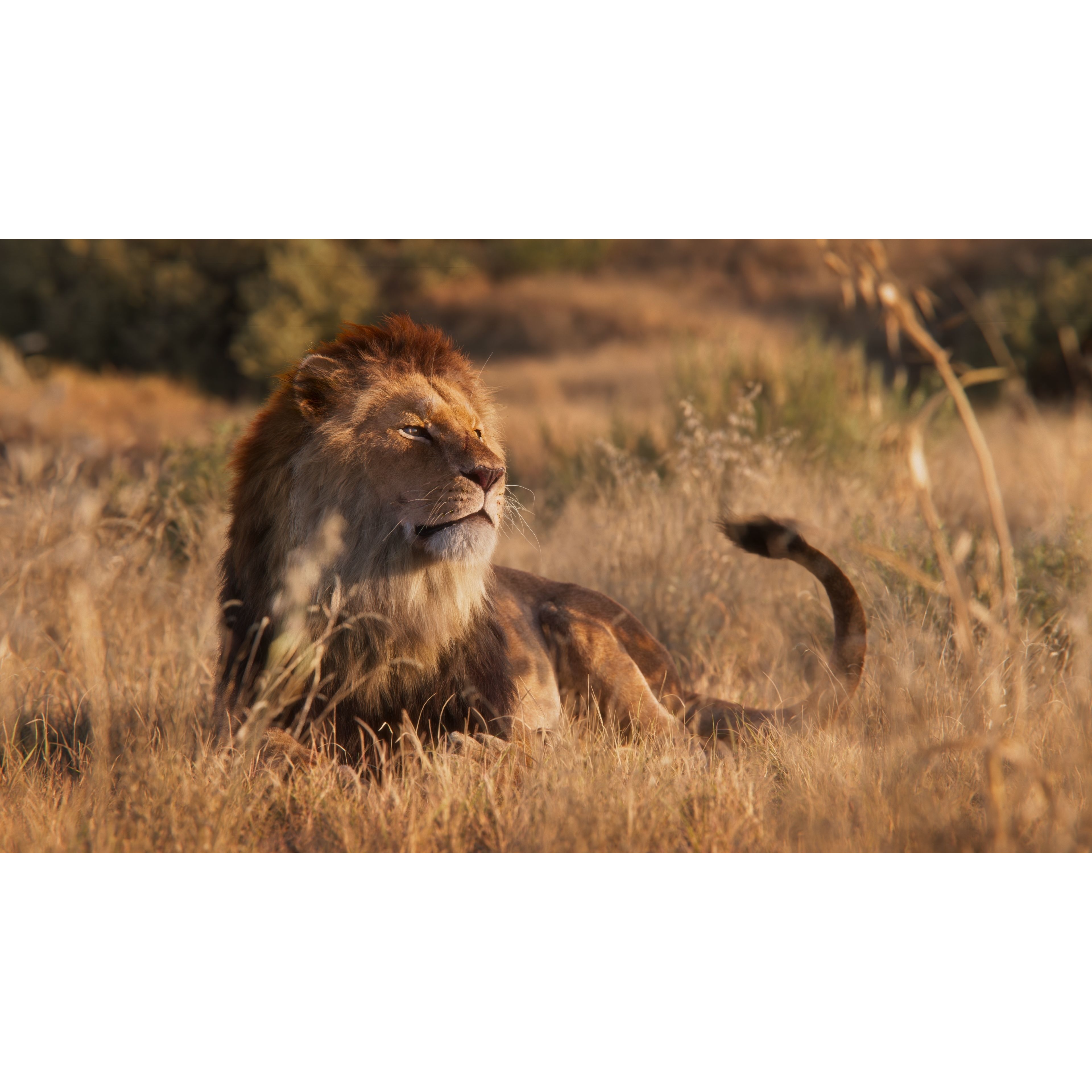 Male Lion Animated VFX Grace 3D model 3