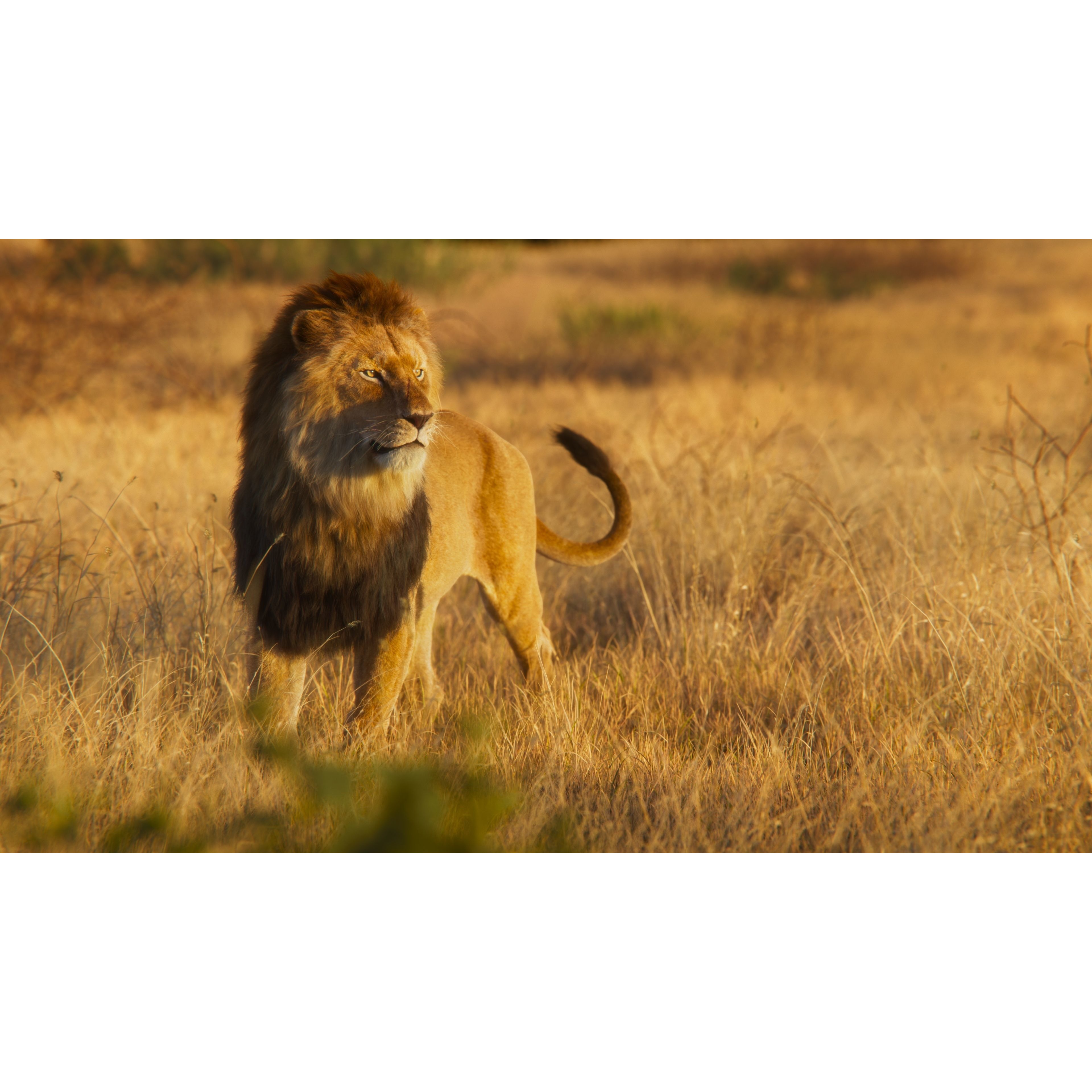 Male Lion Animated VFX Grace 3D model 4