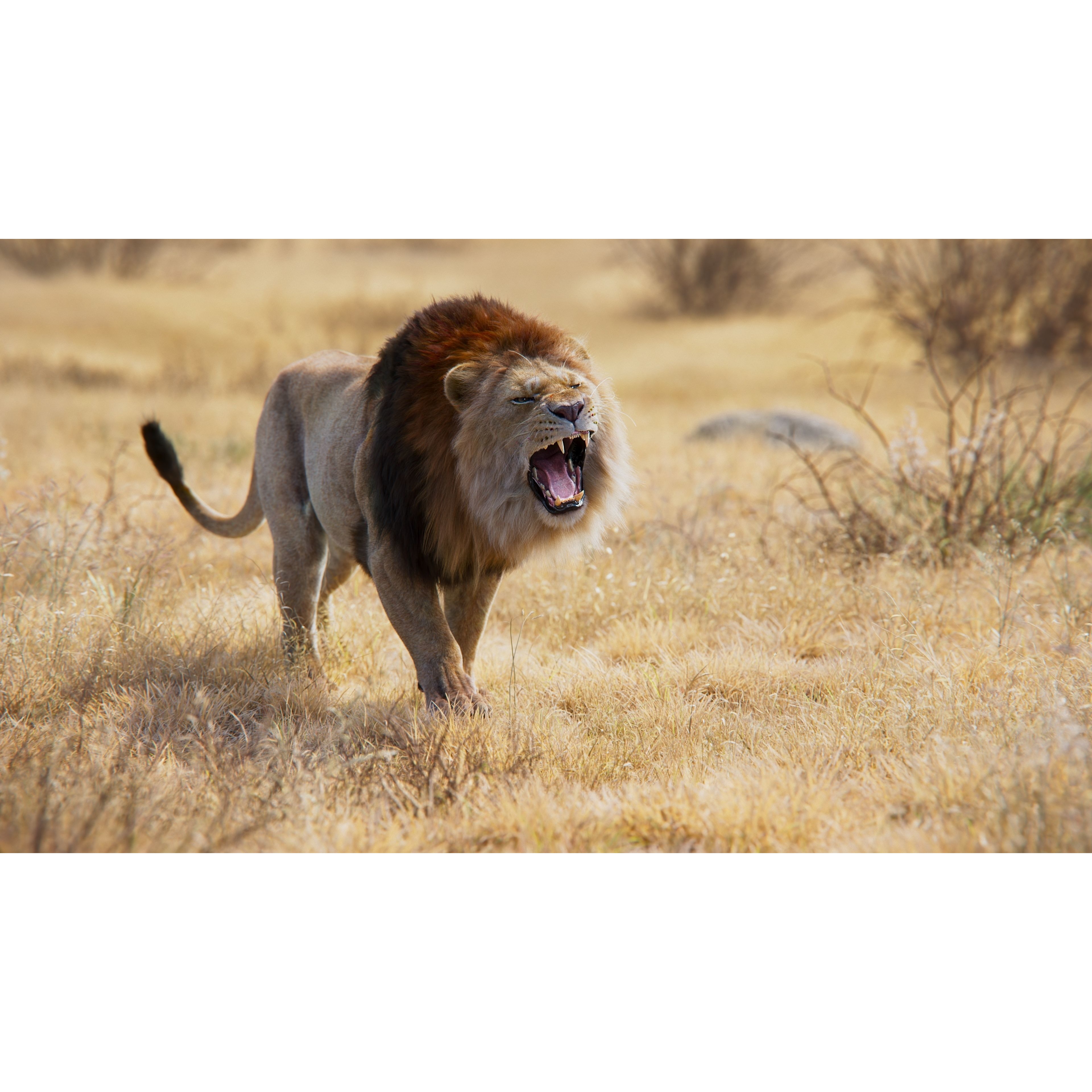 Male Lion Animated VFX Grace 3D model 5
