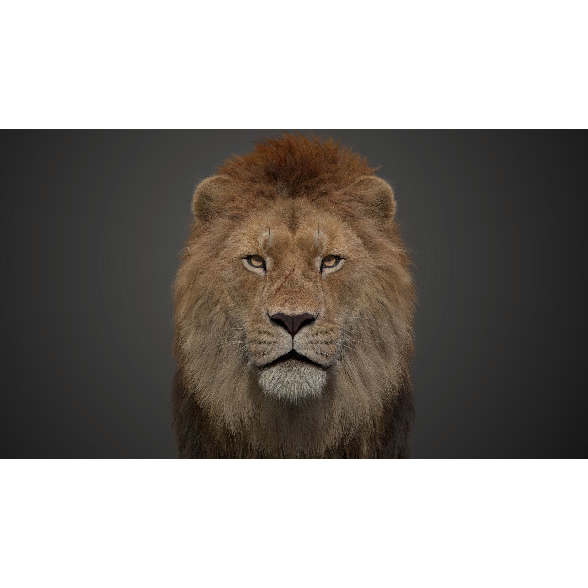 Male Lion Animated VFX Grace 3D model 6