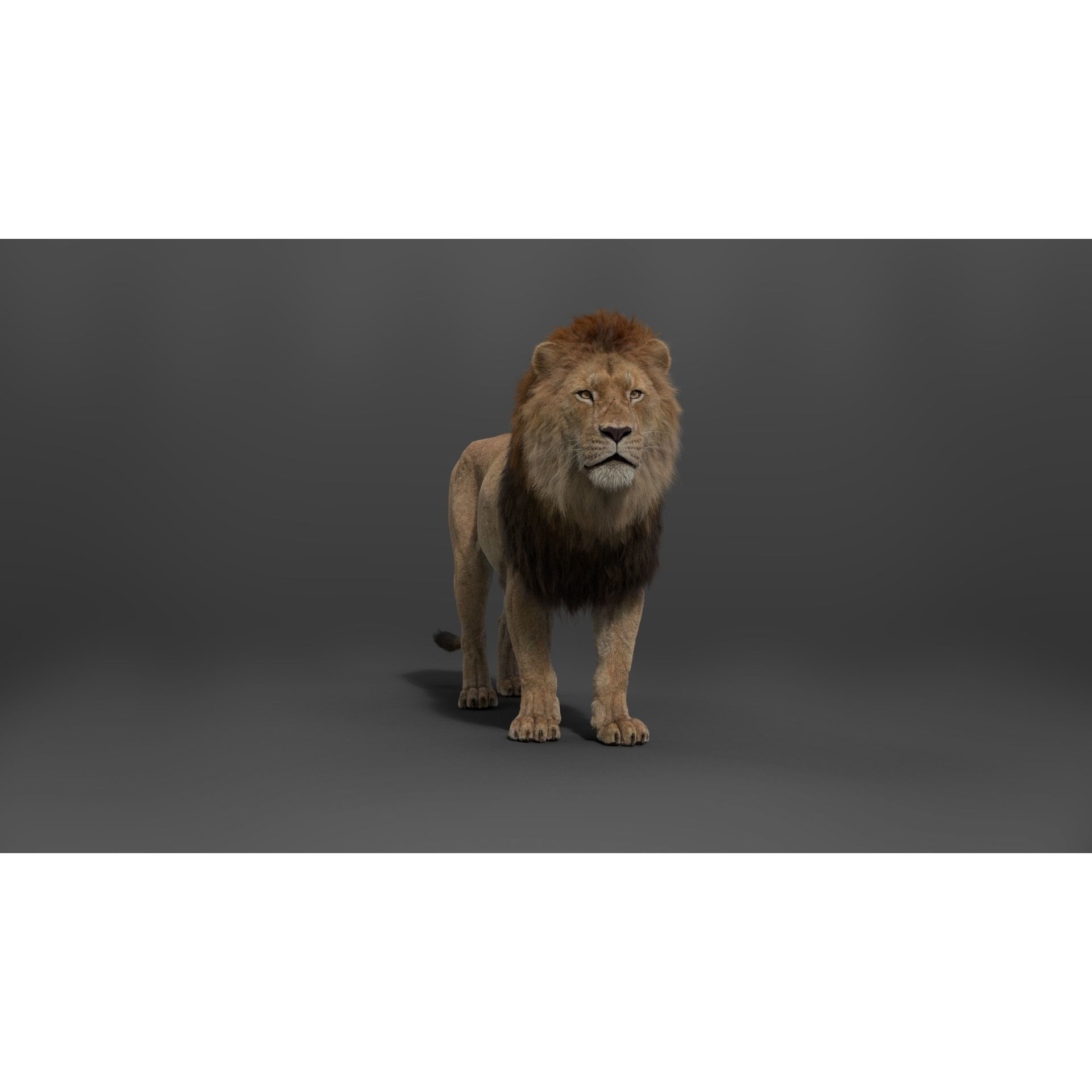 Male Lion Animated VFX Grace 3D model 7