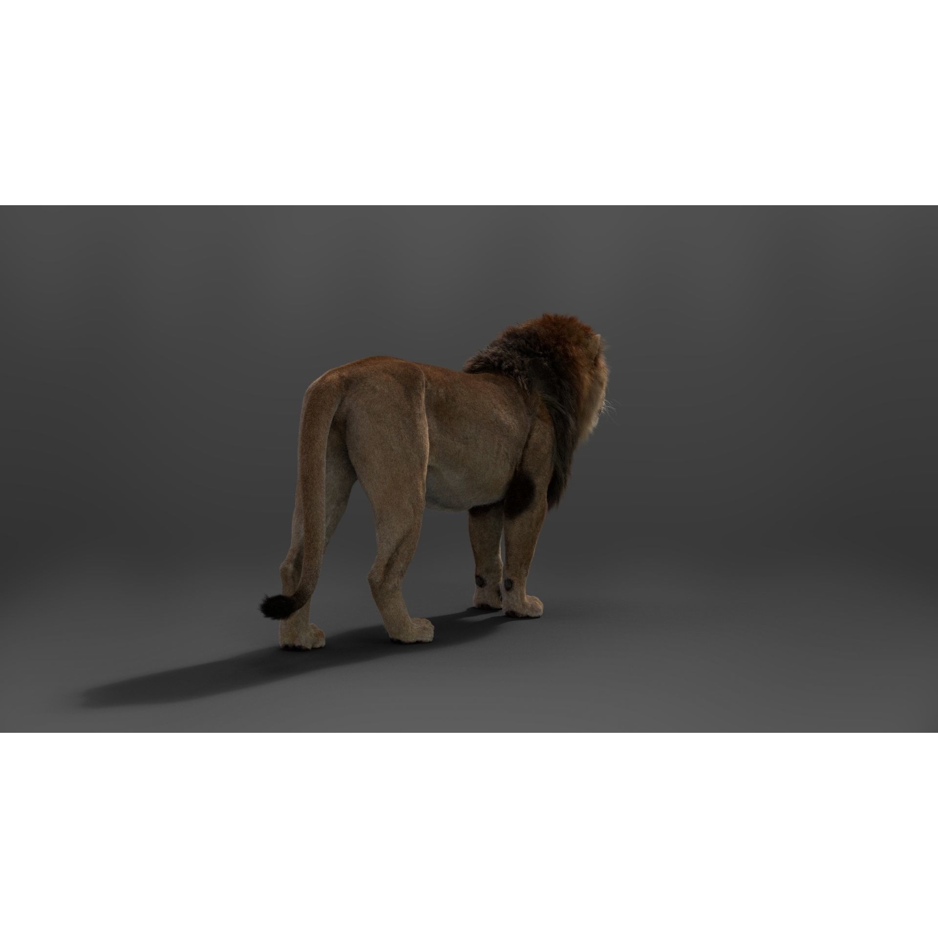 Male Lion Animated VFX Grace 3D model 8