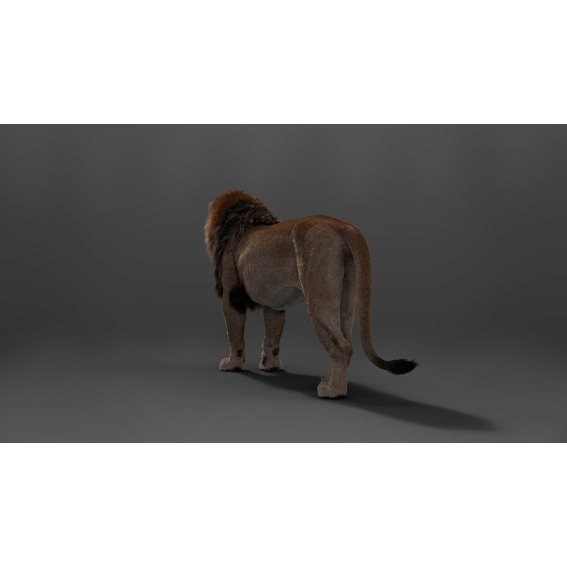 Male Lion Animated VFX Grace 3D model 9