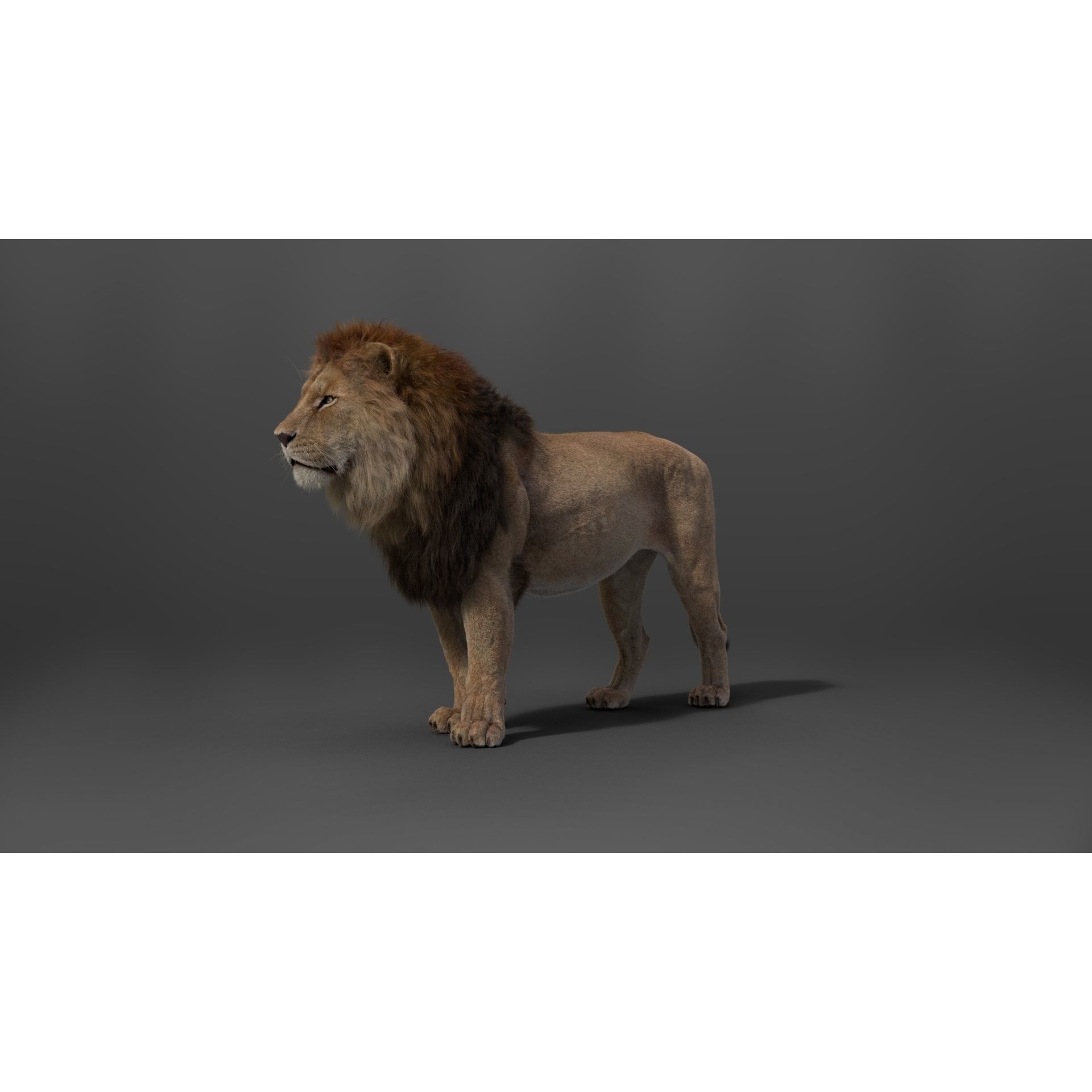 Male Lion Animated VFX Grace 3D model 10