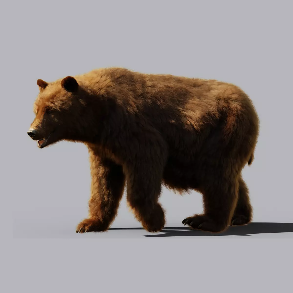 Marsican Bear Animated 3D model
