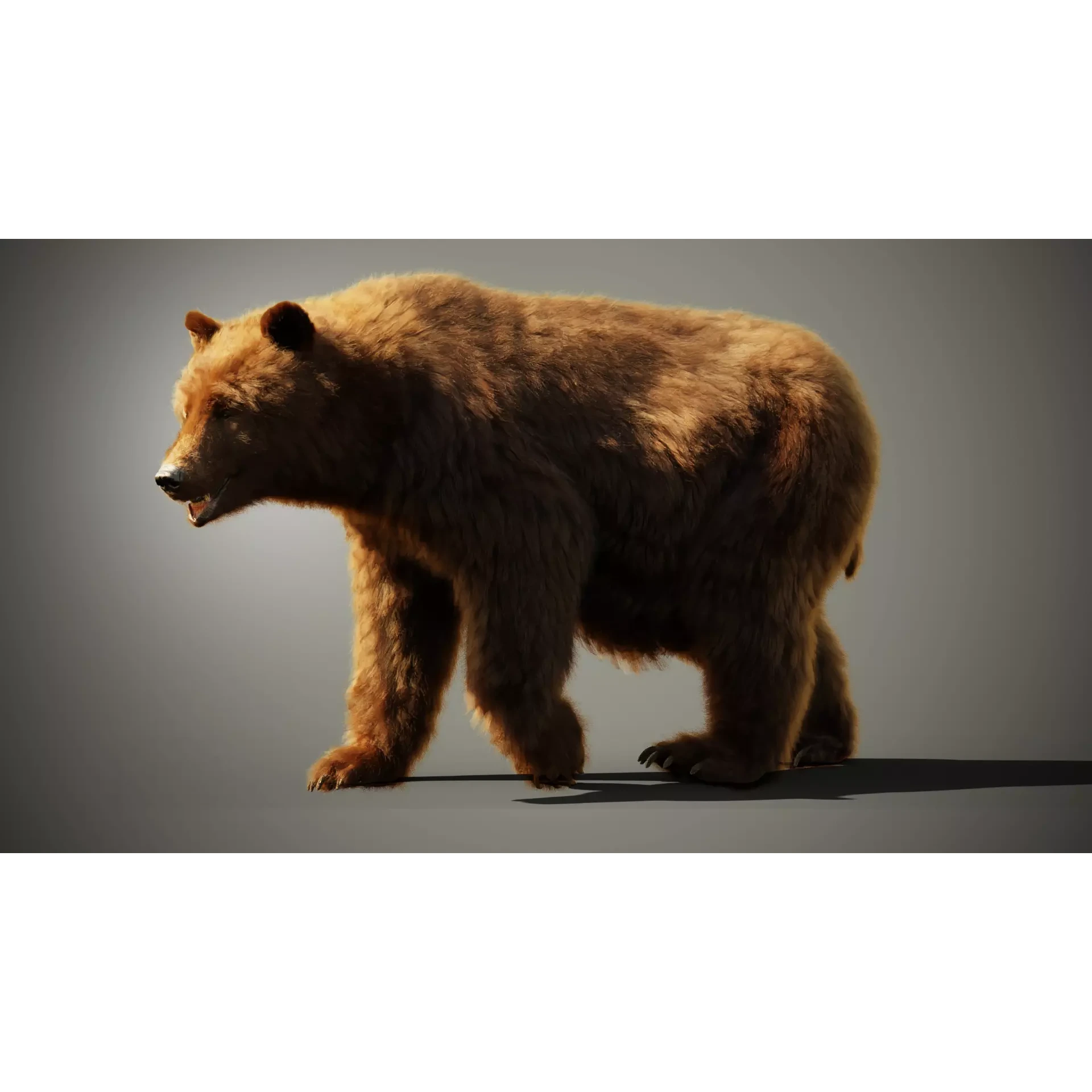 Marsican Bear Animated 3D model 2