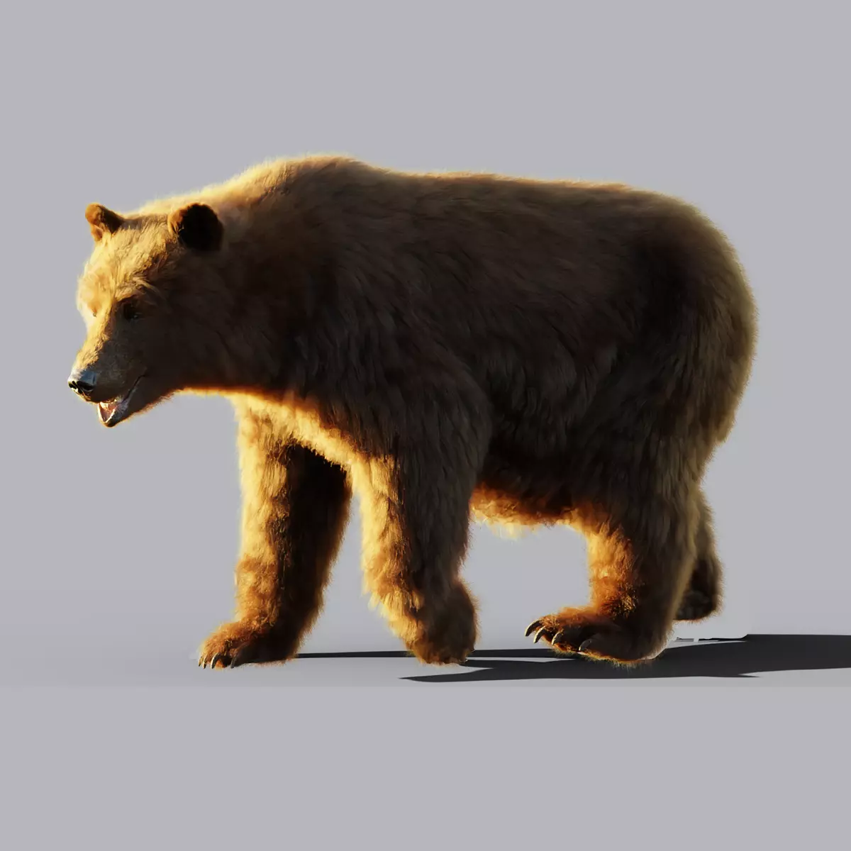Marsican Bear Animated 3D model 3