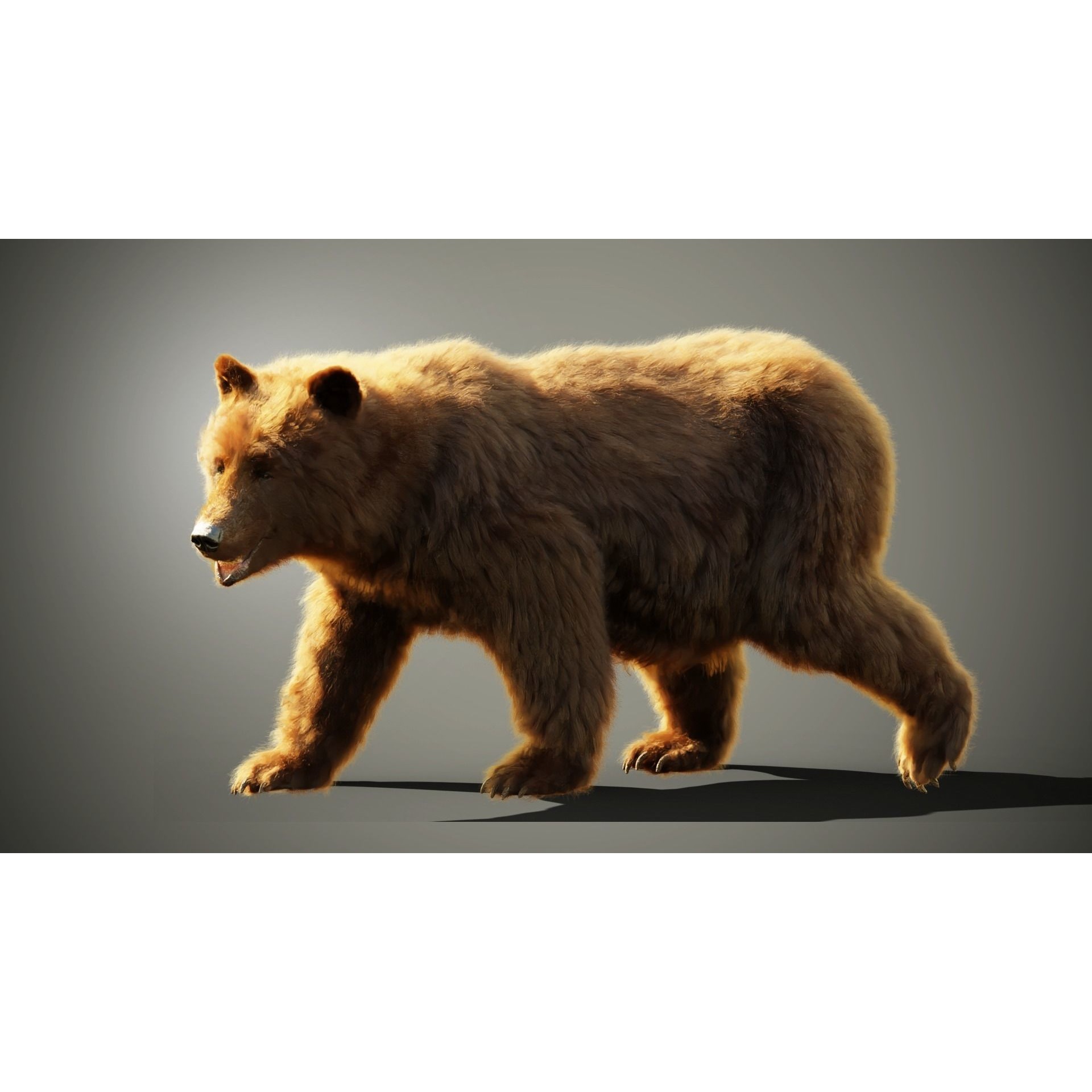 Marsican Bear Animated 3D model 4