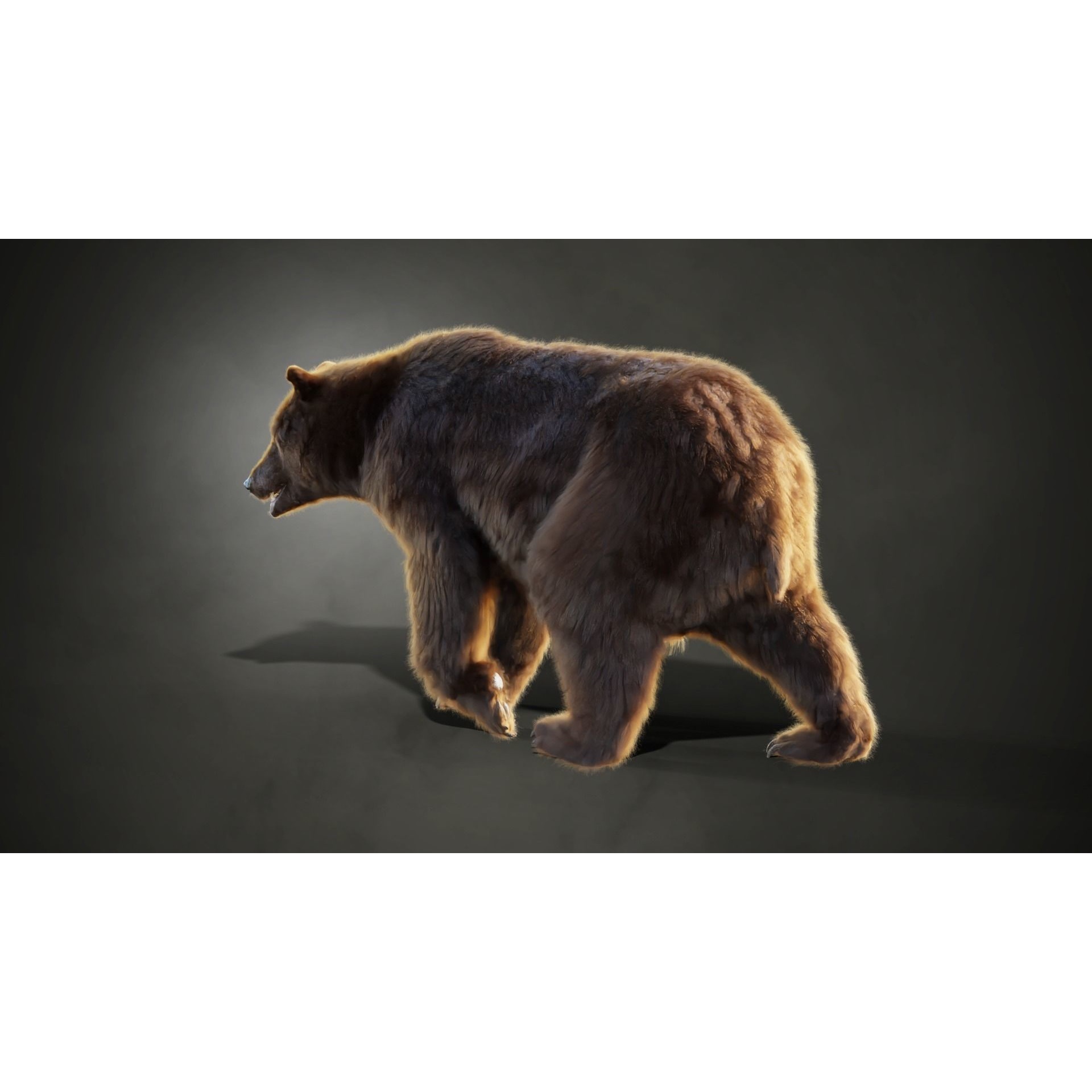 Marsican Bear Animated 3D model 5