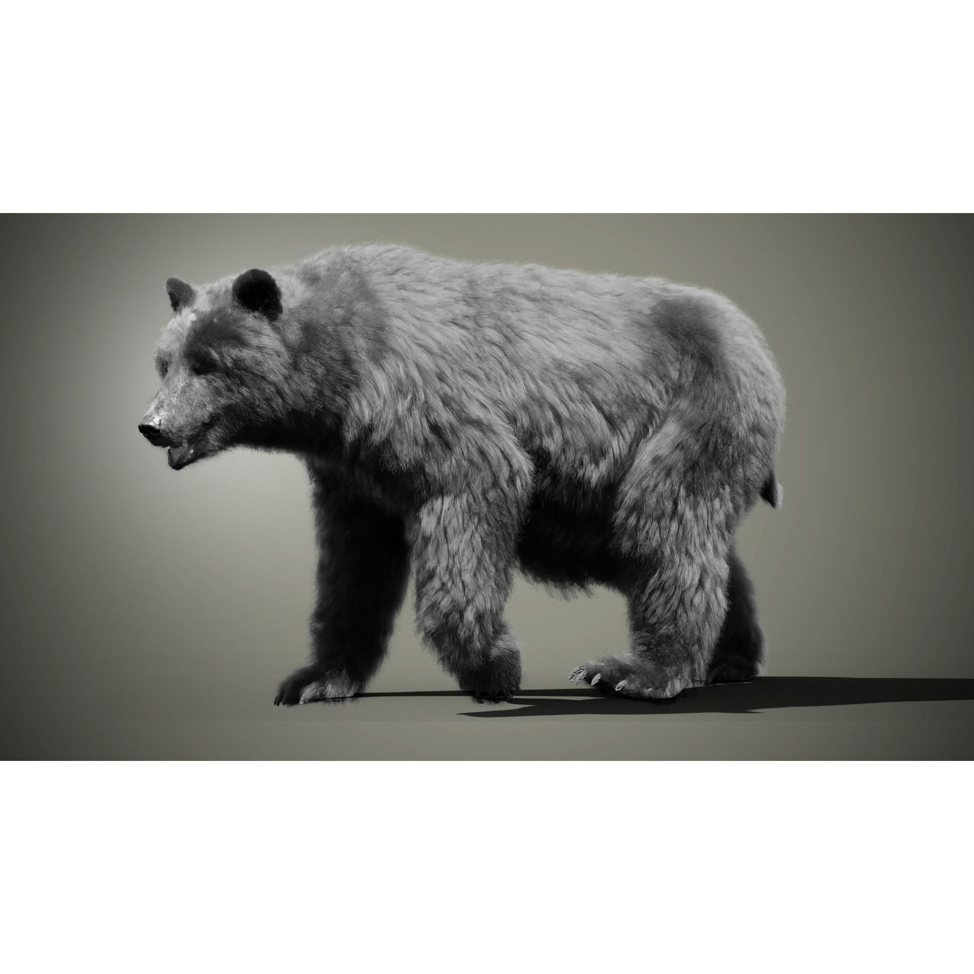 Marsican Bear Animated 3D model 6
