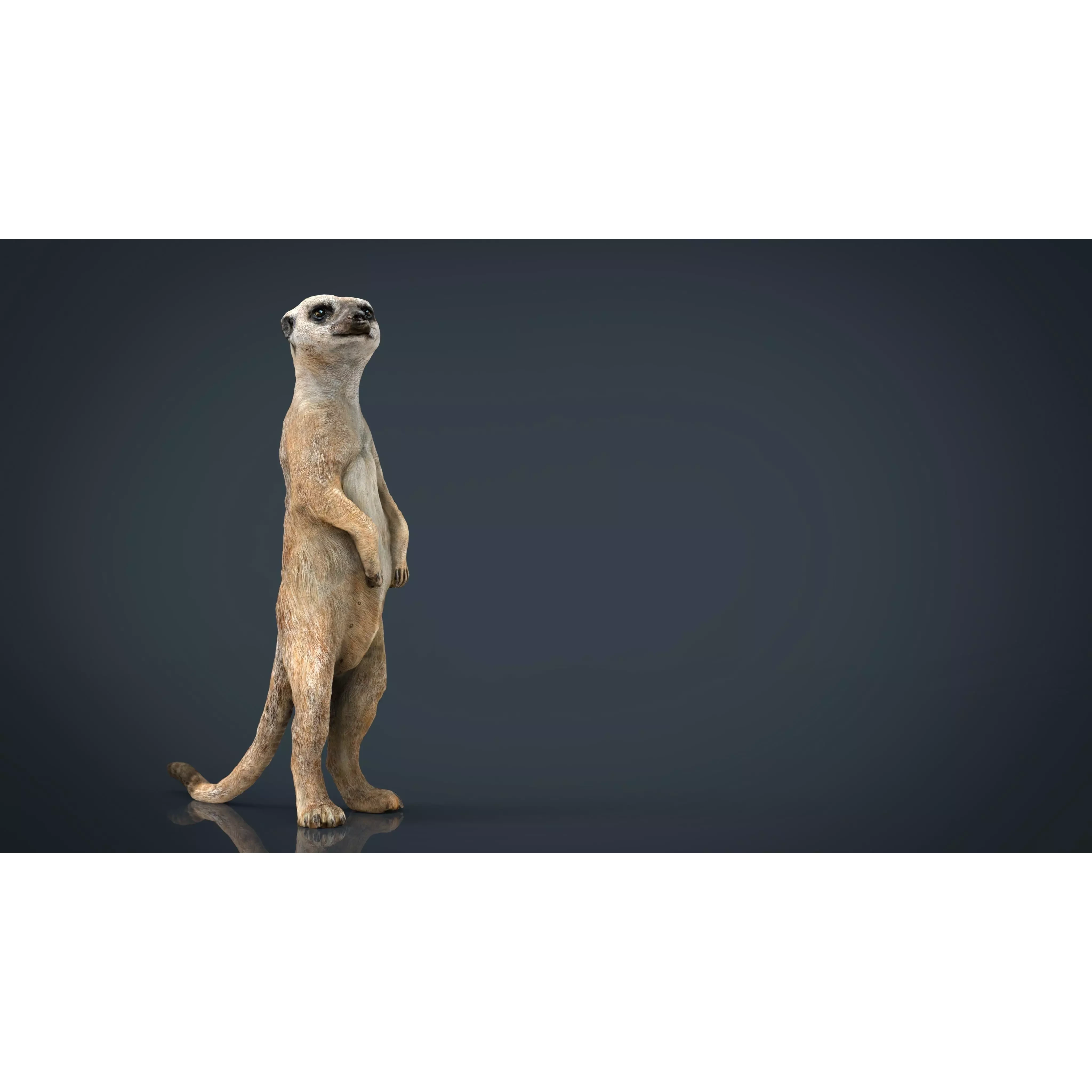 Meerkat Low-poly 3D model