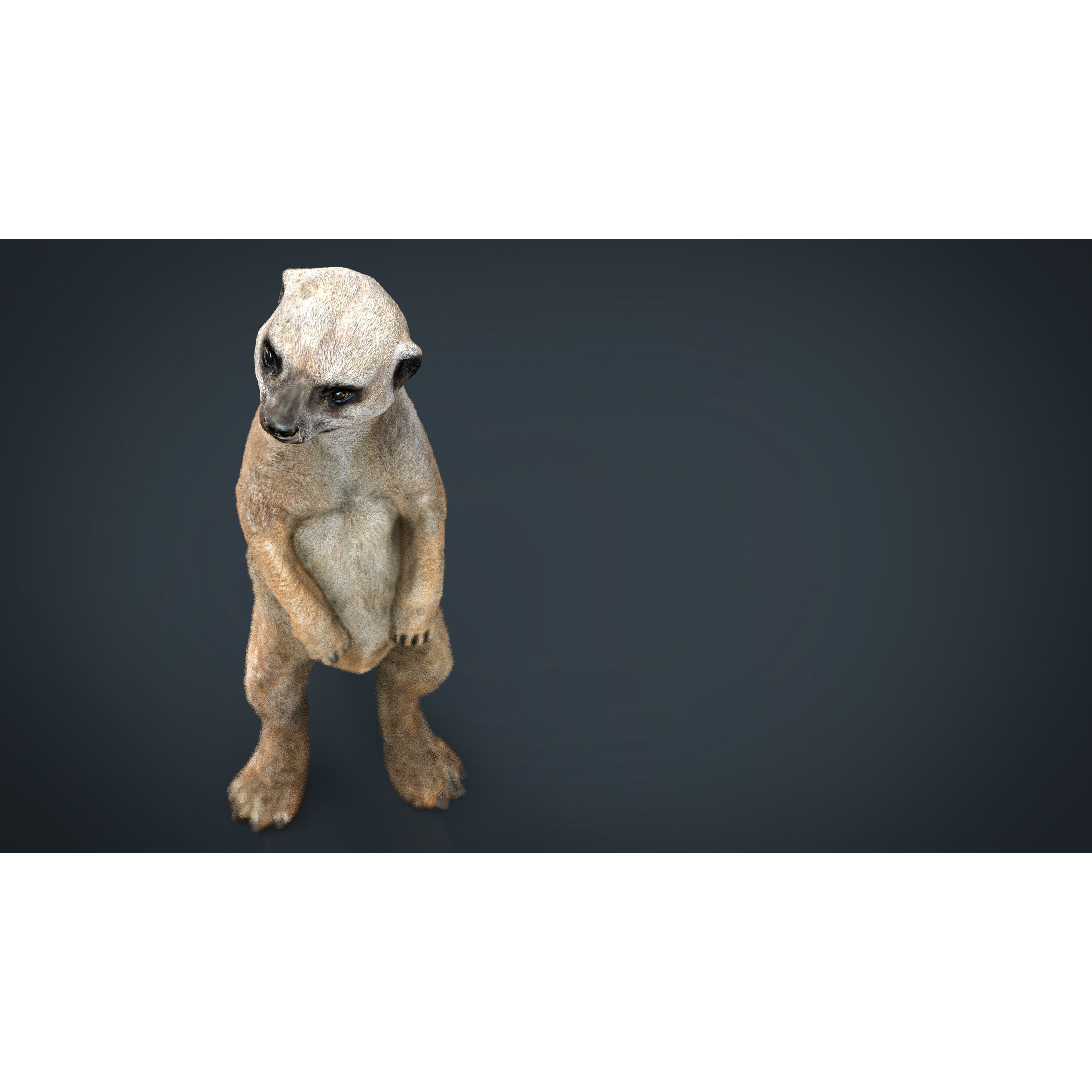 Meerkat Low-poly 3D model 6