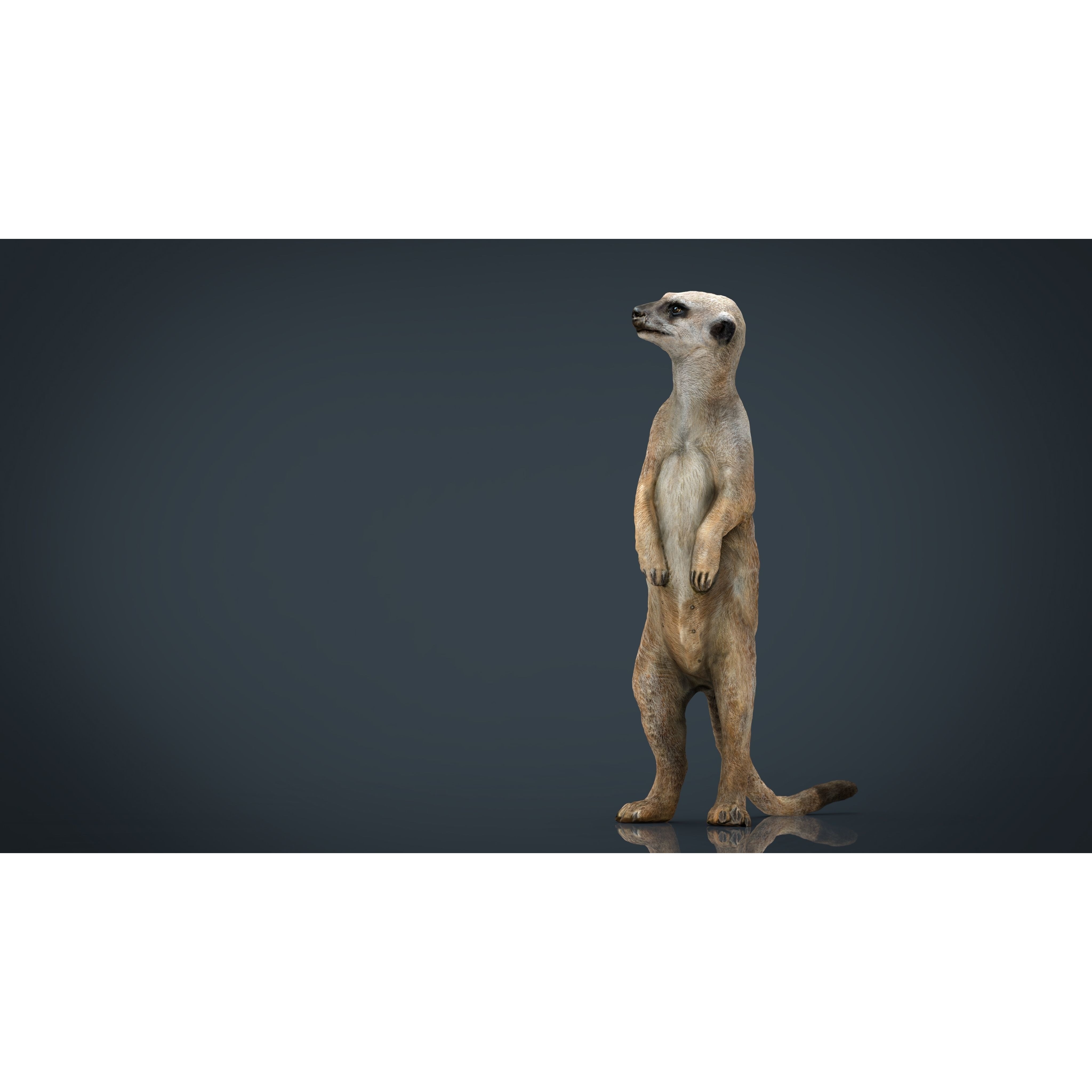 Meerkat Low-poly 3D model 7