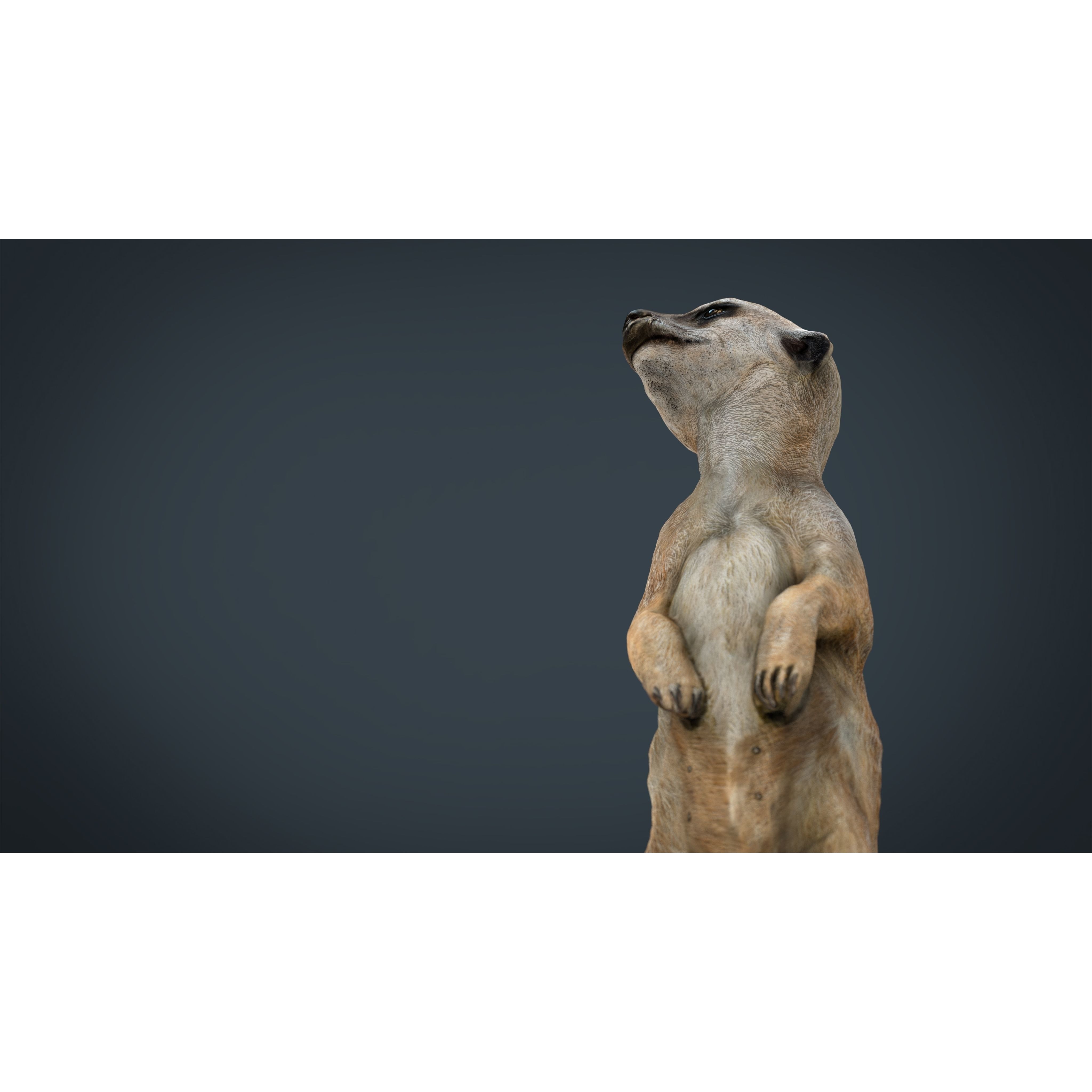 Meerkat Low-poly 3D model 8