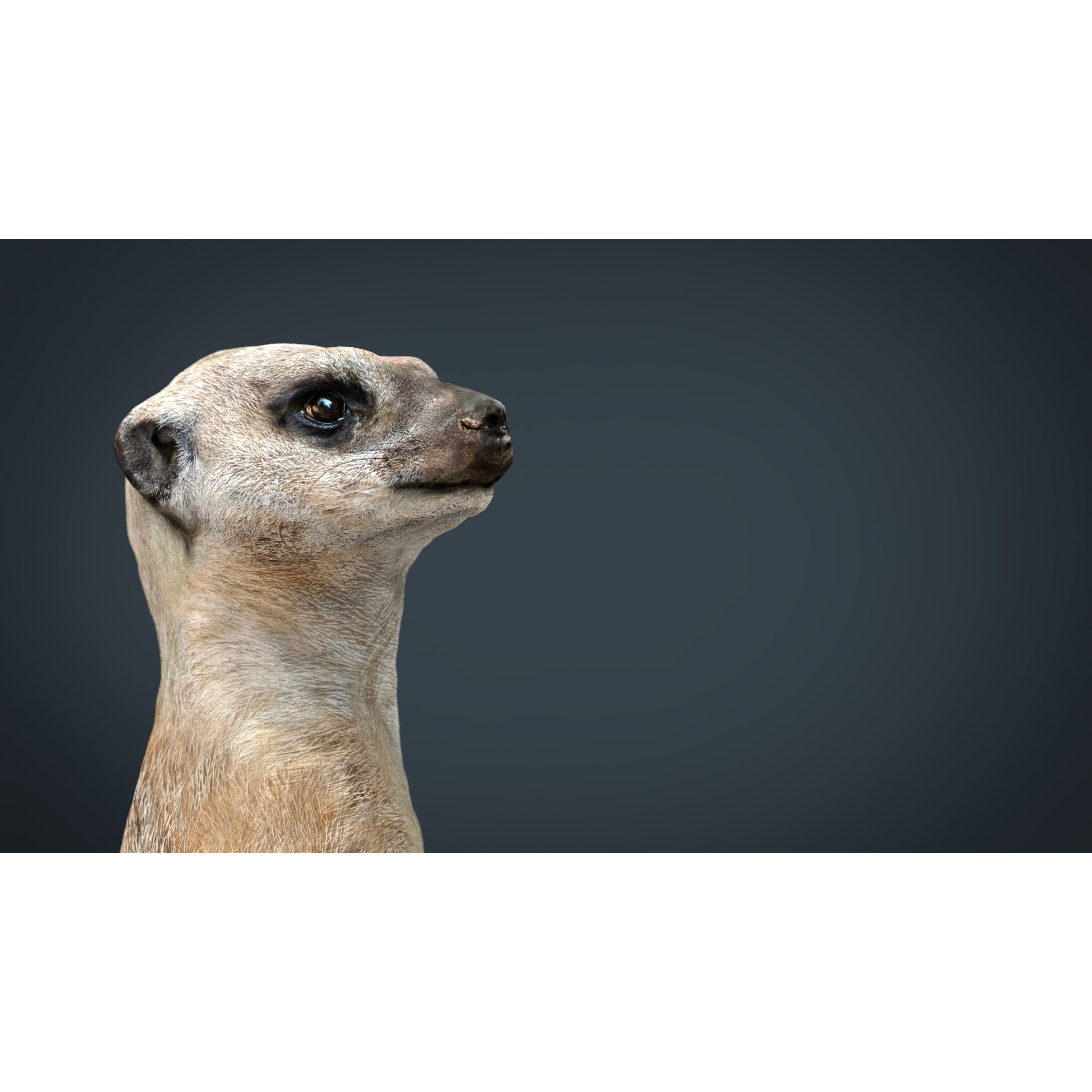 Meerkat Low-poly 3D model 9