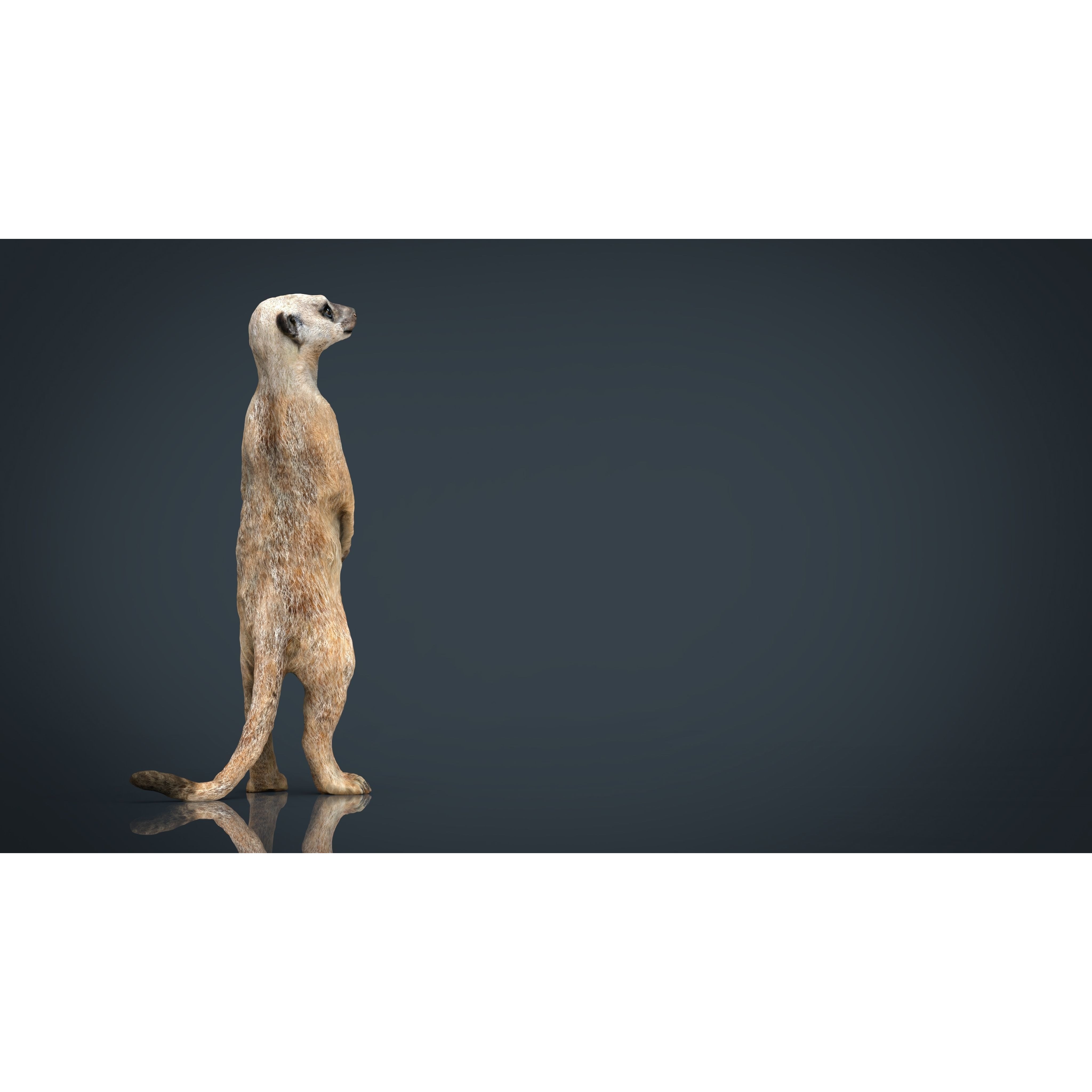 Meerkat Low-poly 3D model 10