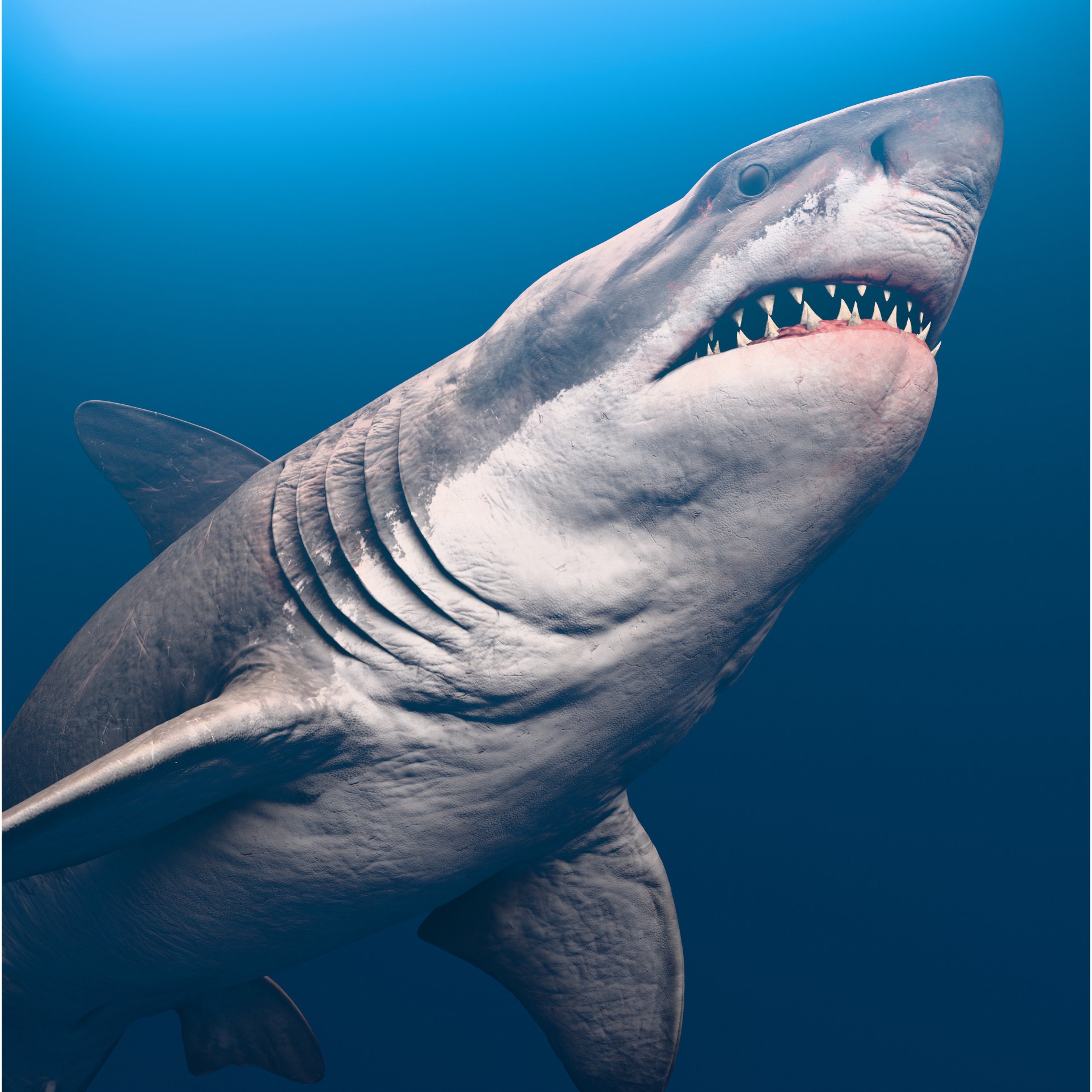 Megalodon Animated Low-poly 3D model 2