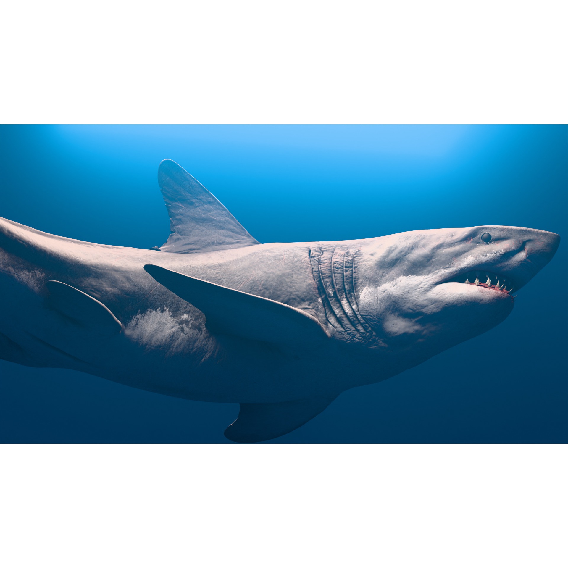 Megalodon Animated Low-poly 3D model 3