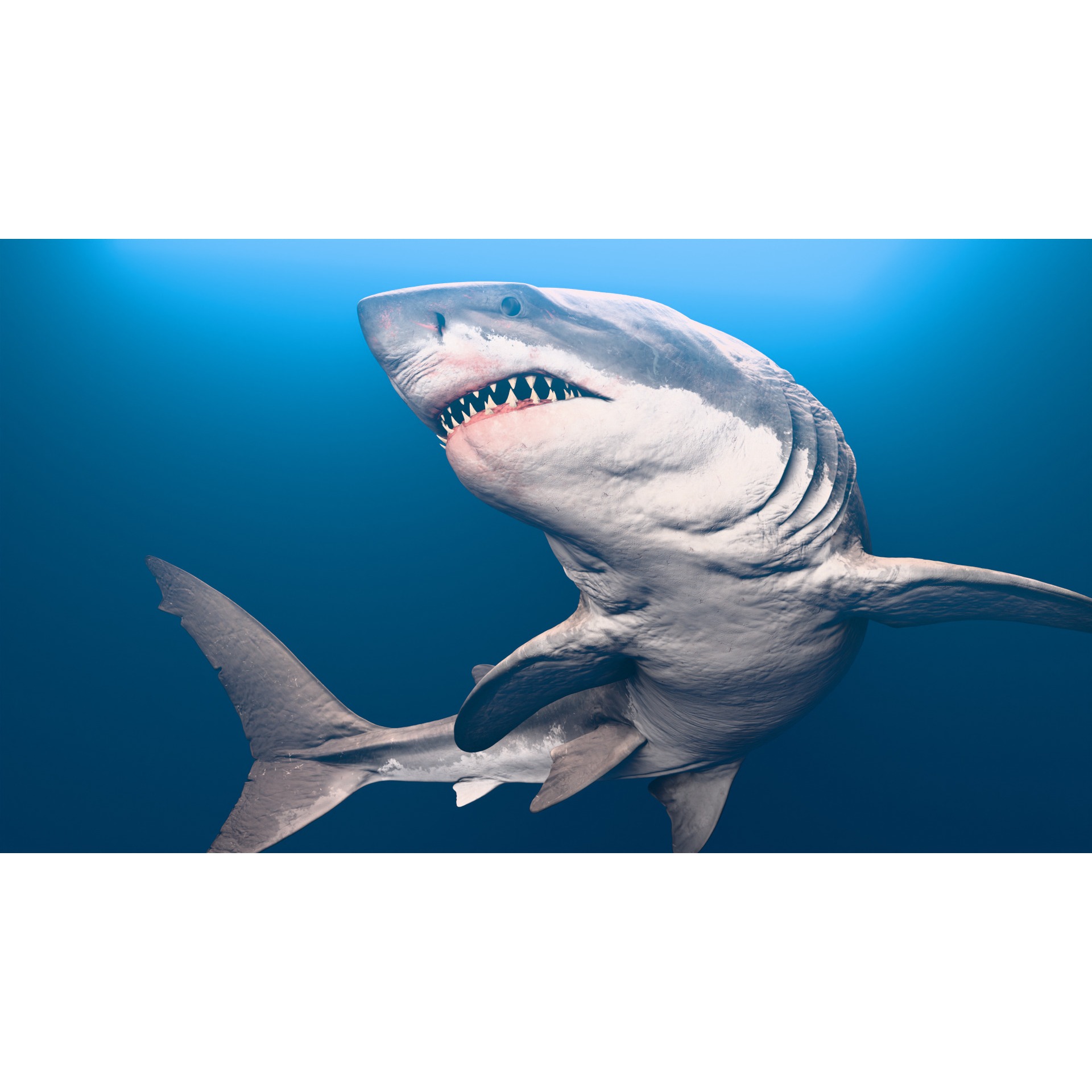 Megalodon Animated Low-poly 3D model 4