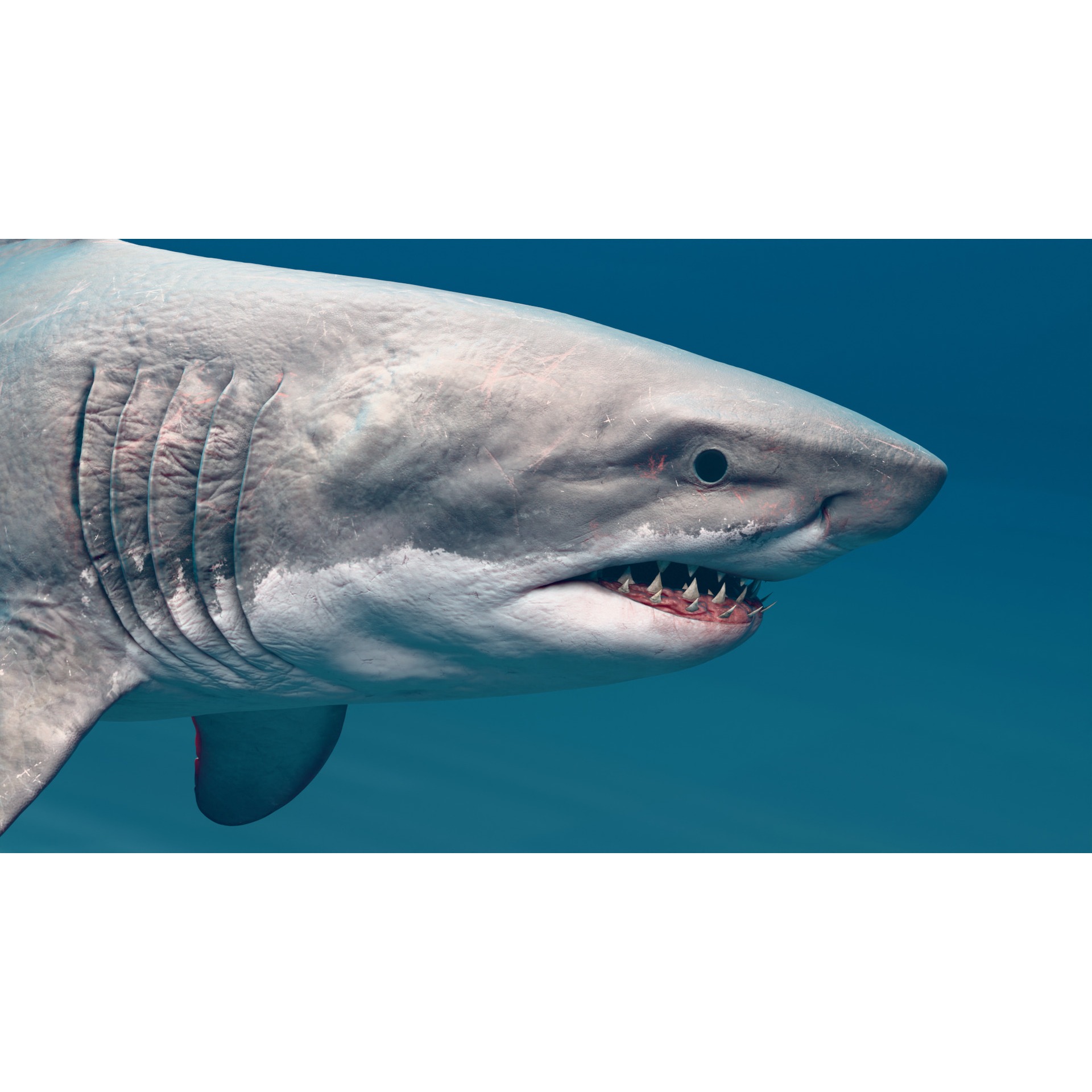 Megalodon Animated Low-poly 3D model 5