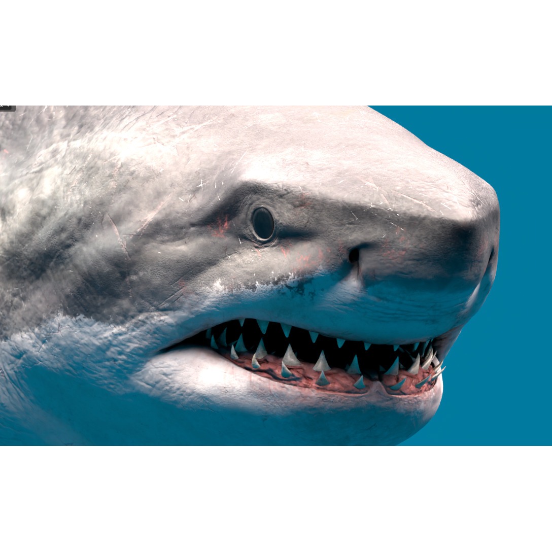 Megalodon Animated Low-poly 3D model 6