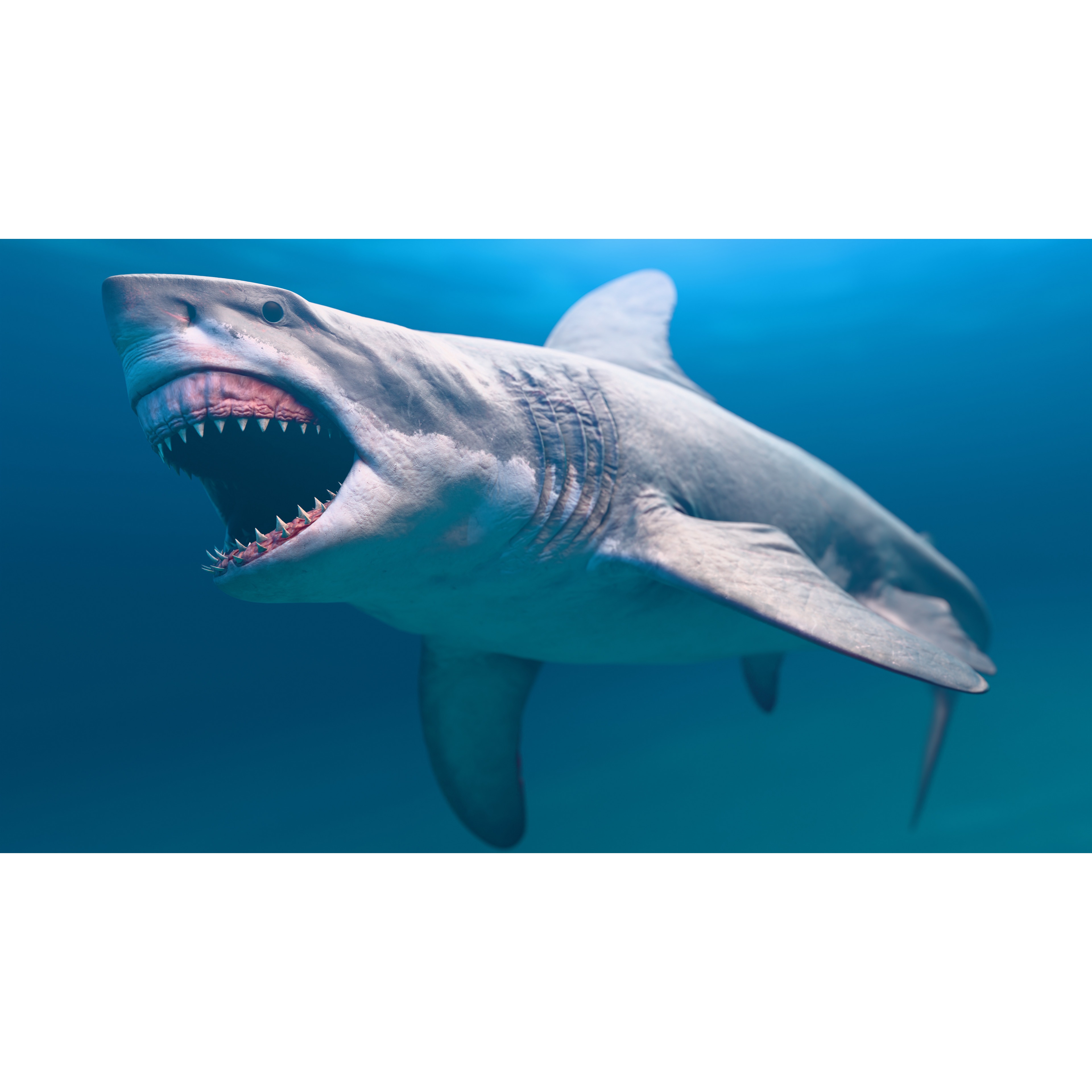 Megalodon Animated Low-poly 3D model 7
