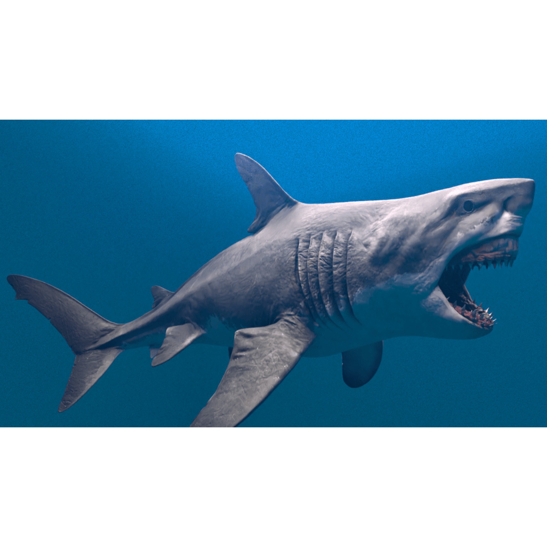 Megalodon Animated Low-poly 3D model 8