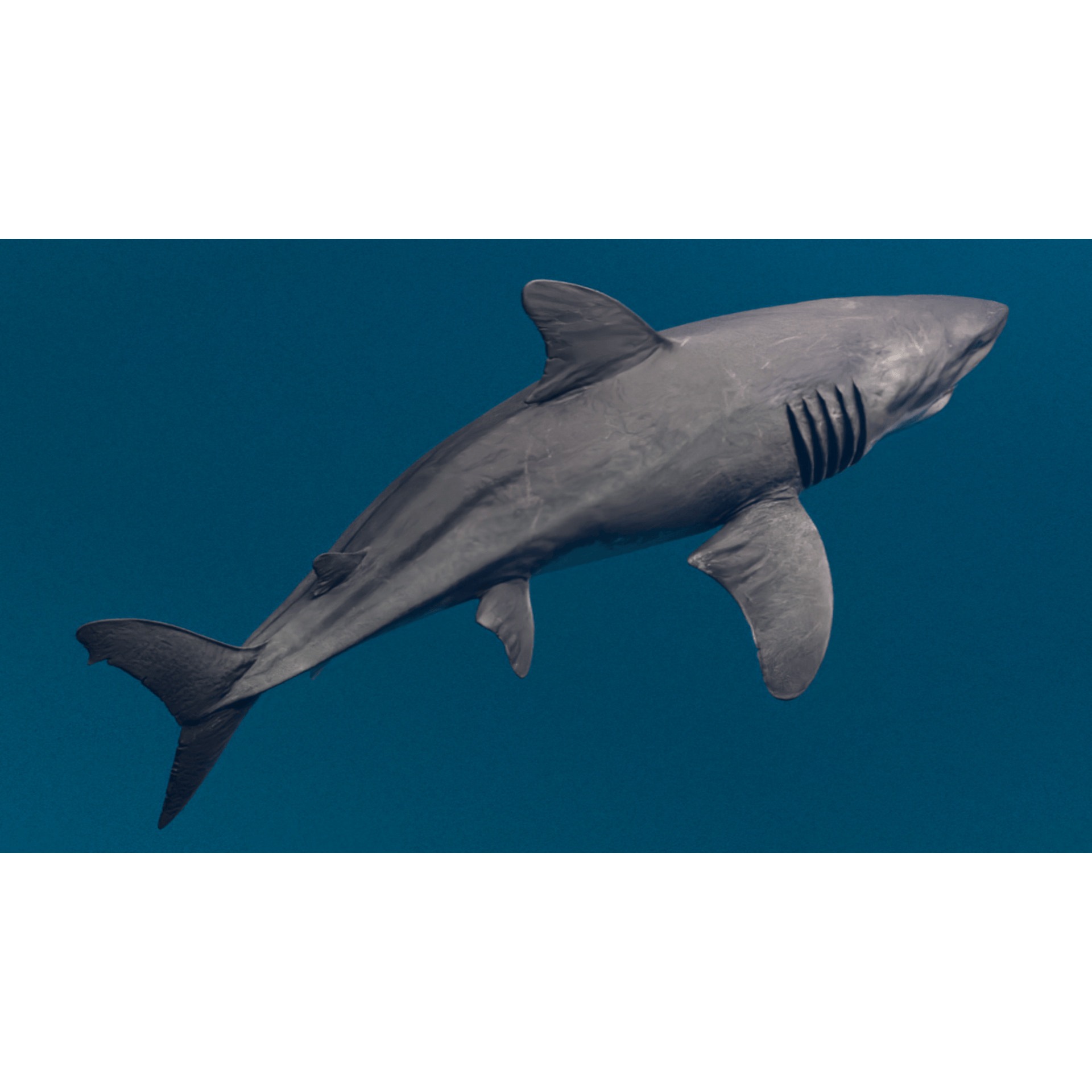 Megalodon Animated Low-poly 3D model 9