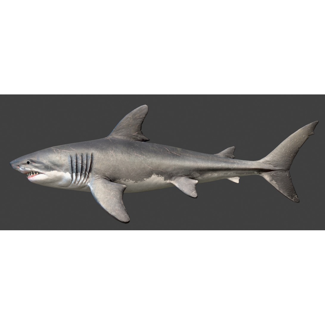 Megalodon Animated Low-poly 3D model 10