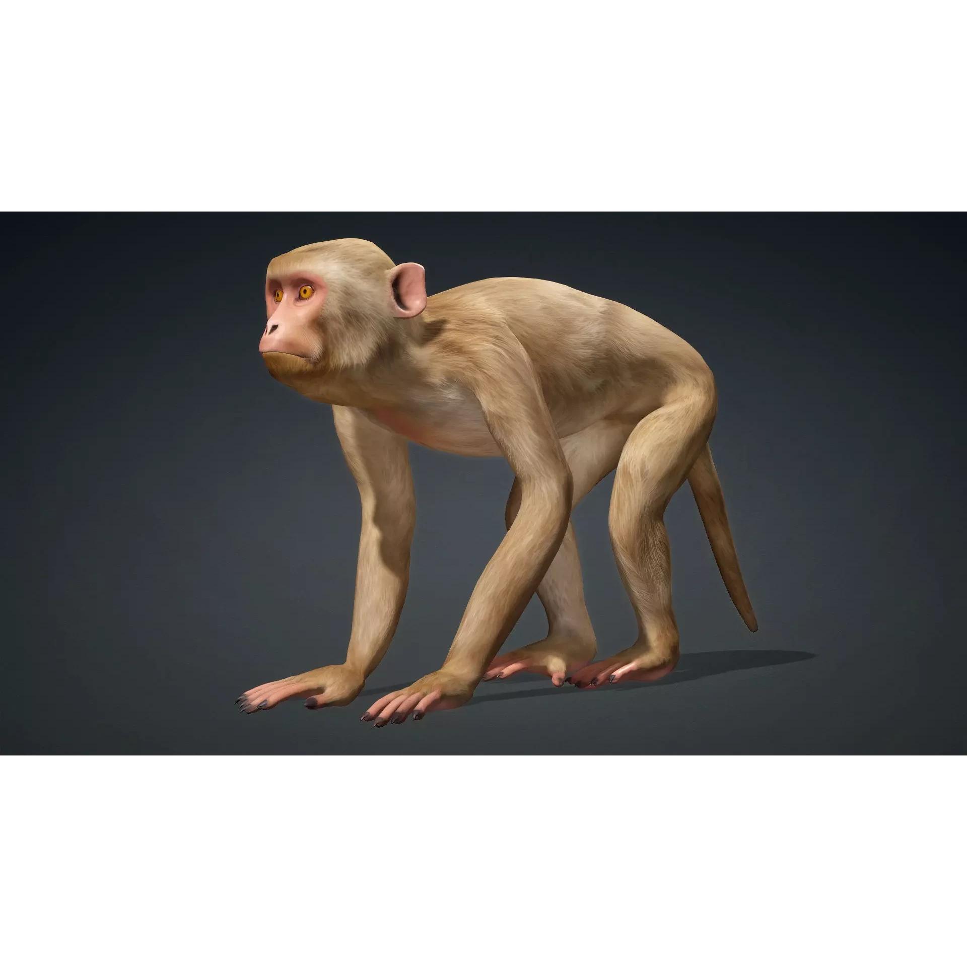 Monkey-B1 Free 3D model 2