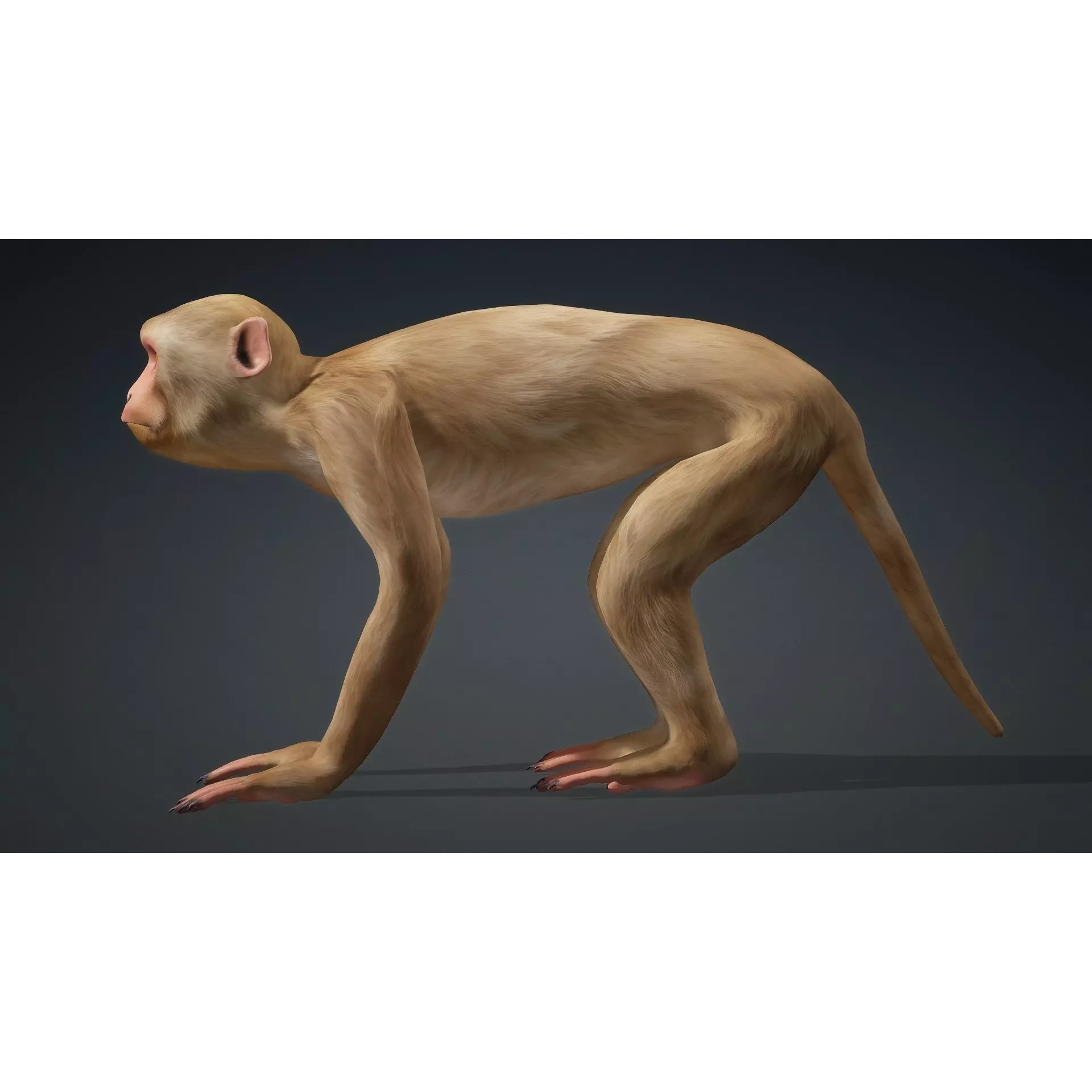 Monkey-B1 Free 3D model 3