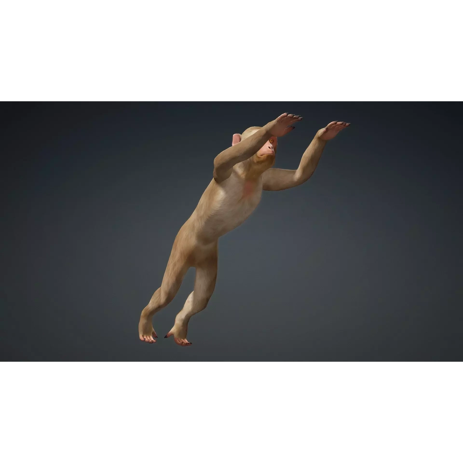 Monkey-B1 Free 3D model 4