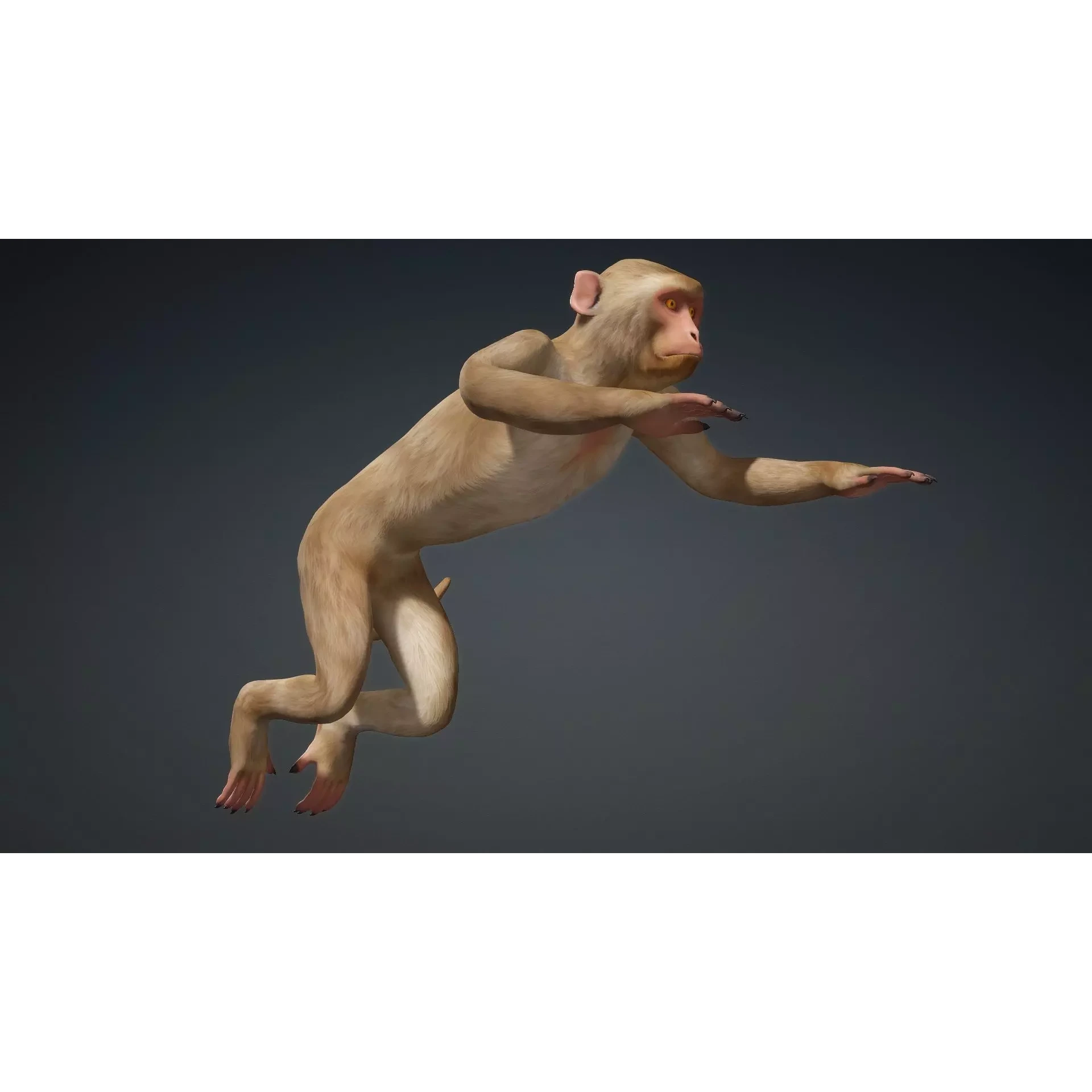 Monkey-B1 Free 3D model 5