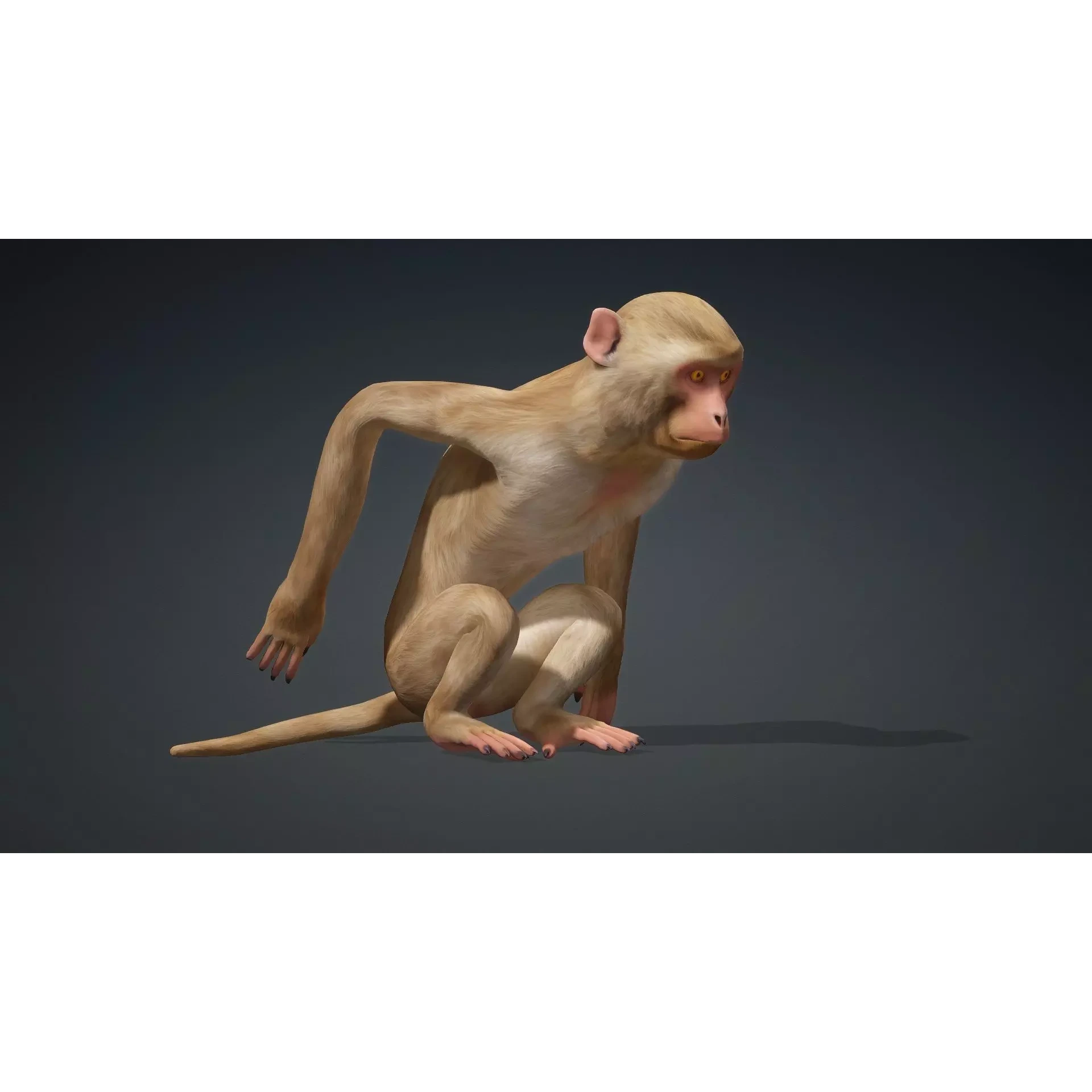 Monkey-B1 Free 3D model 6