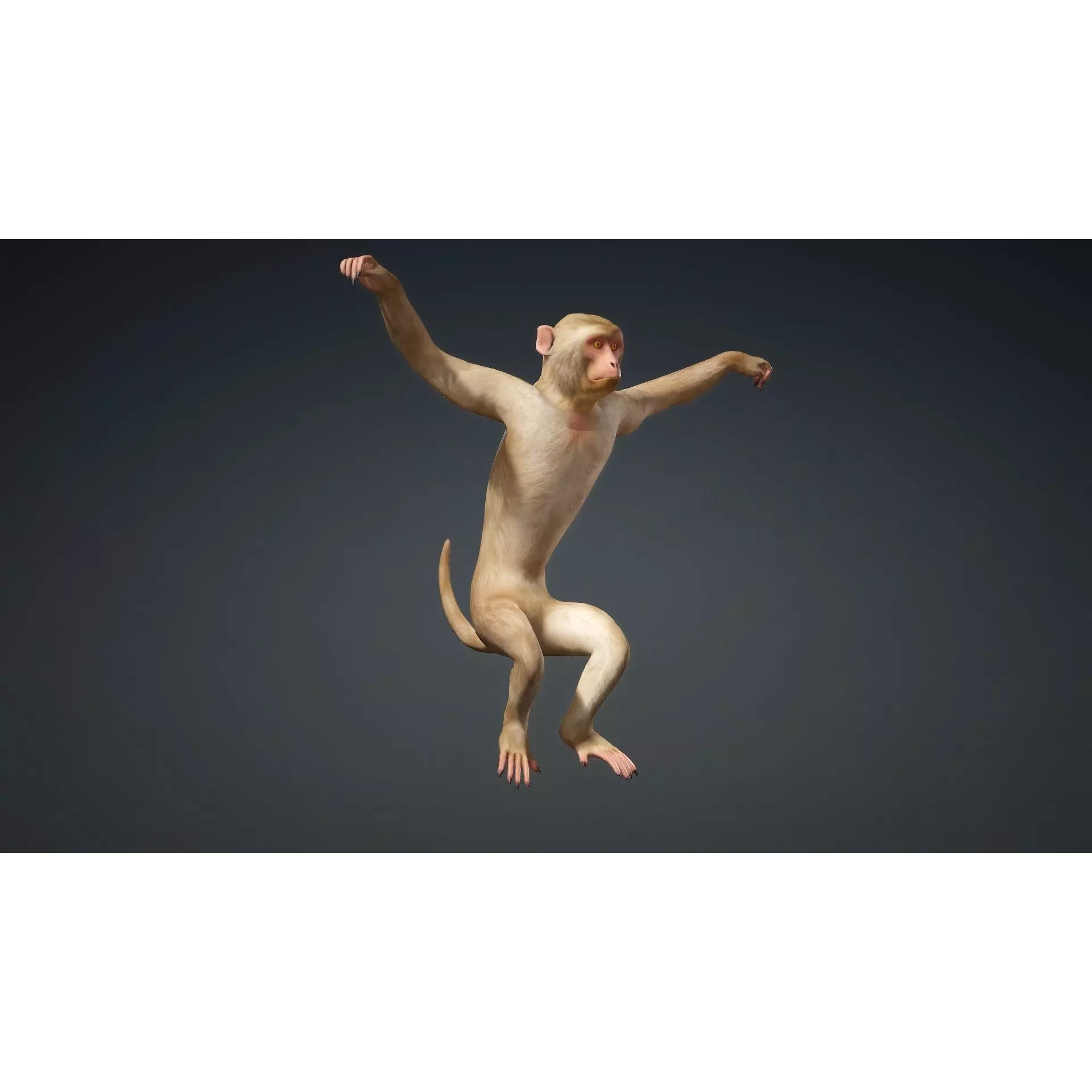 Monkey-B1 Free 3D model 7