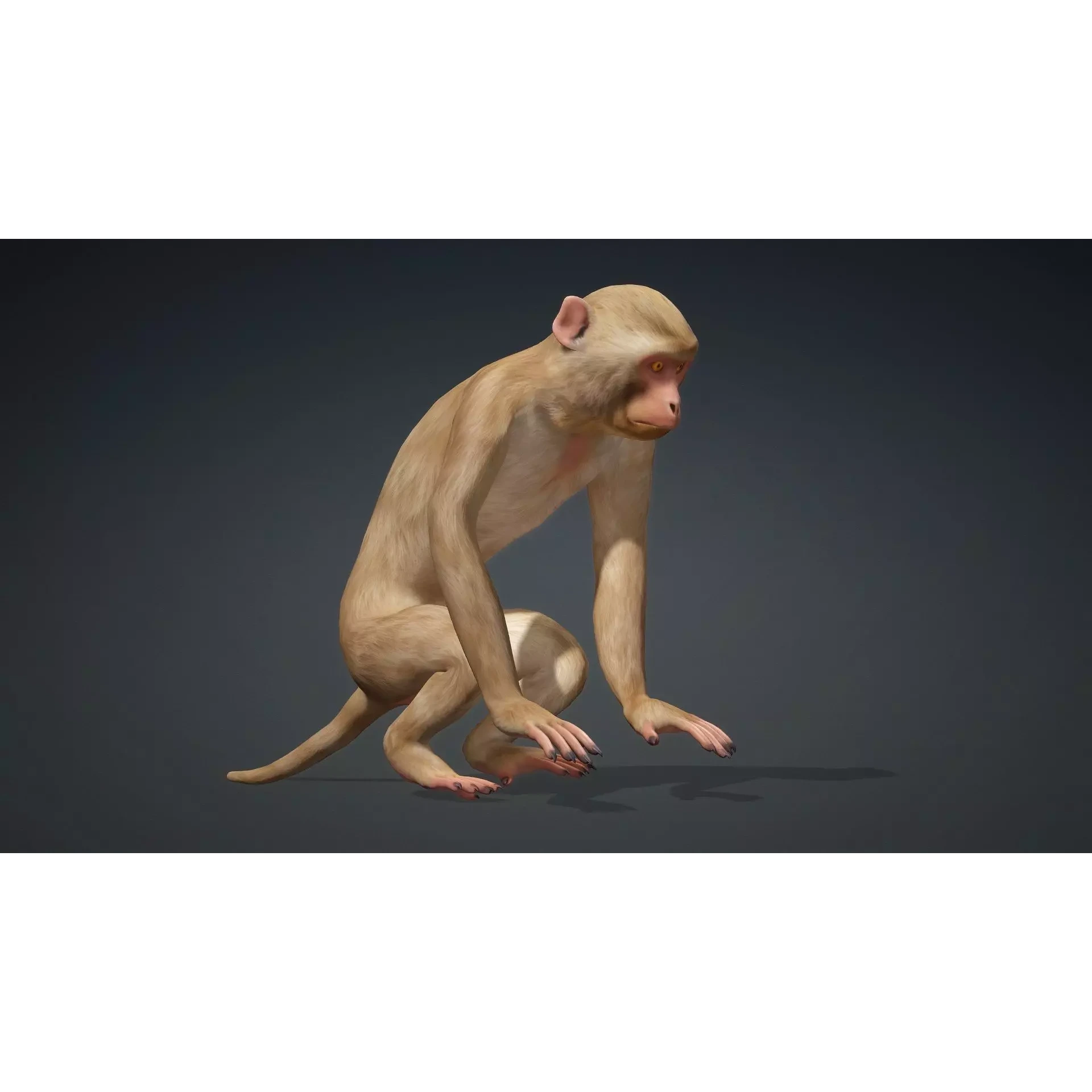 Monkey-B1 Free 3D model 8