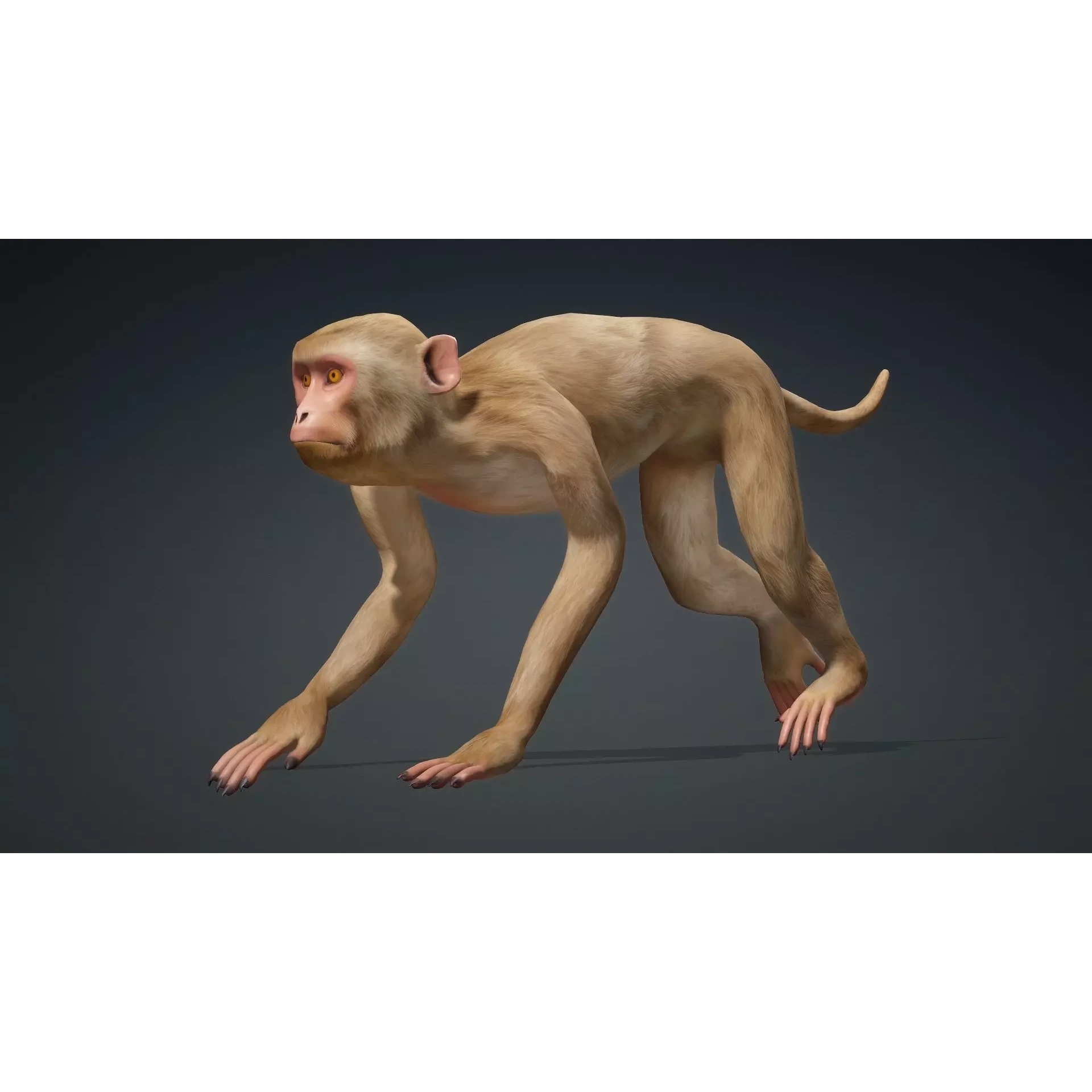 Monkey-B1 Free 3D model 9