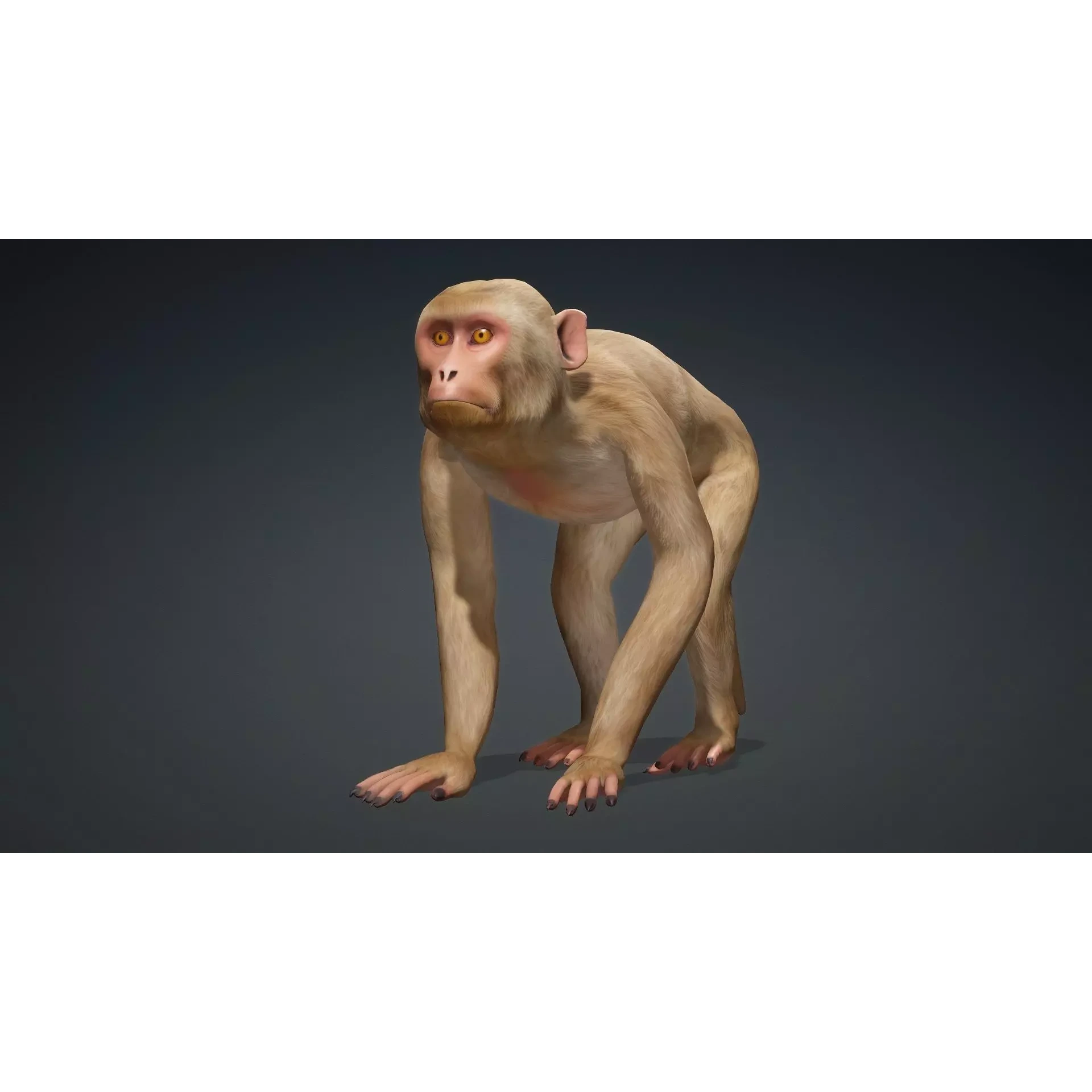 Monkey-B1 Free 3D model 10