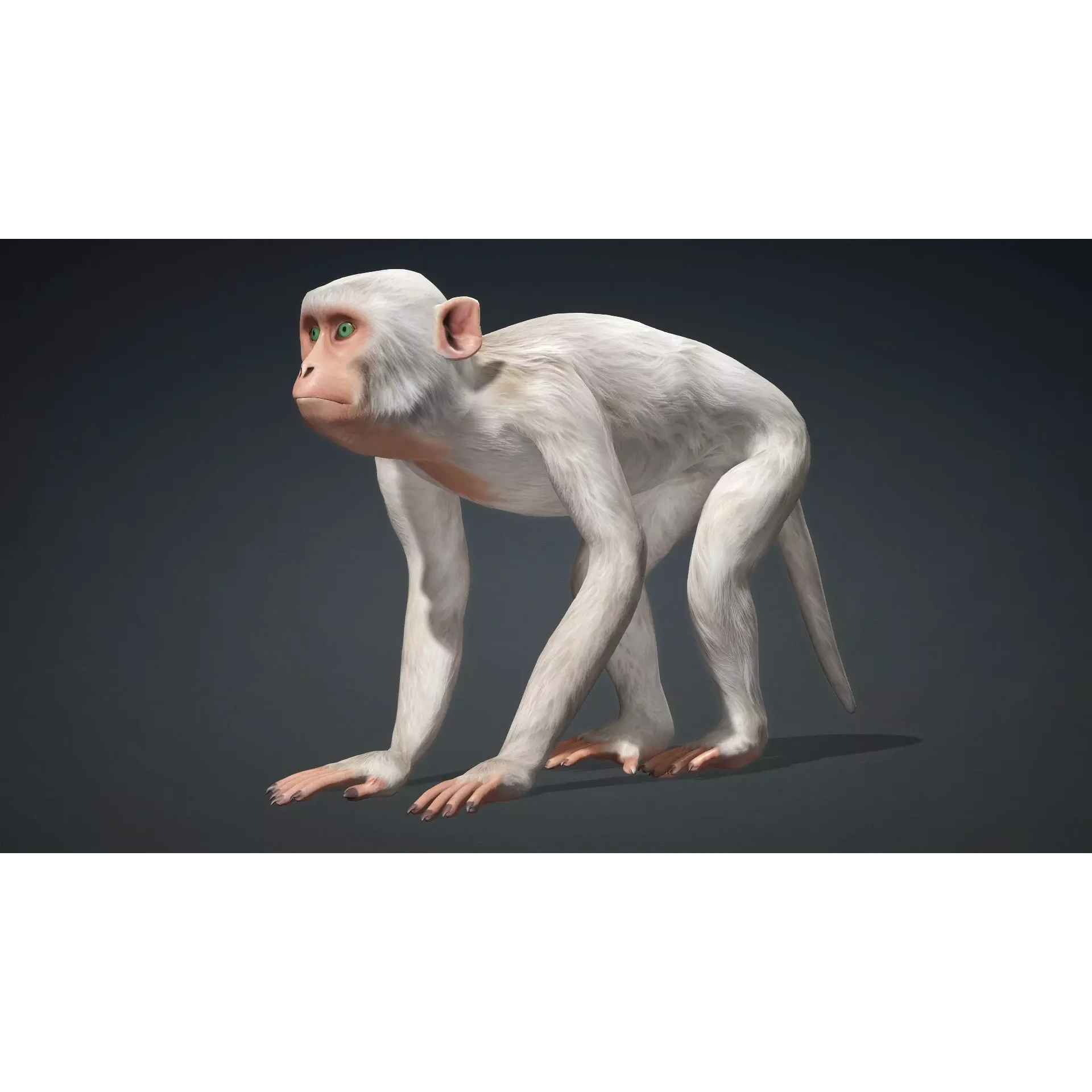 Monkey-B2 Free 3D model 2