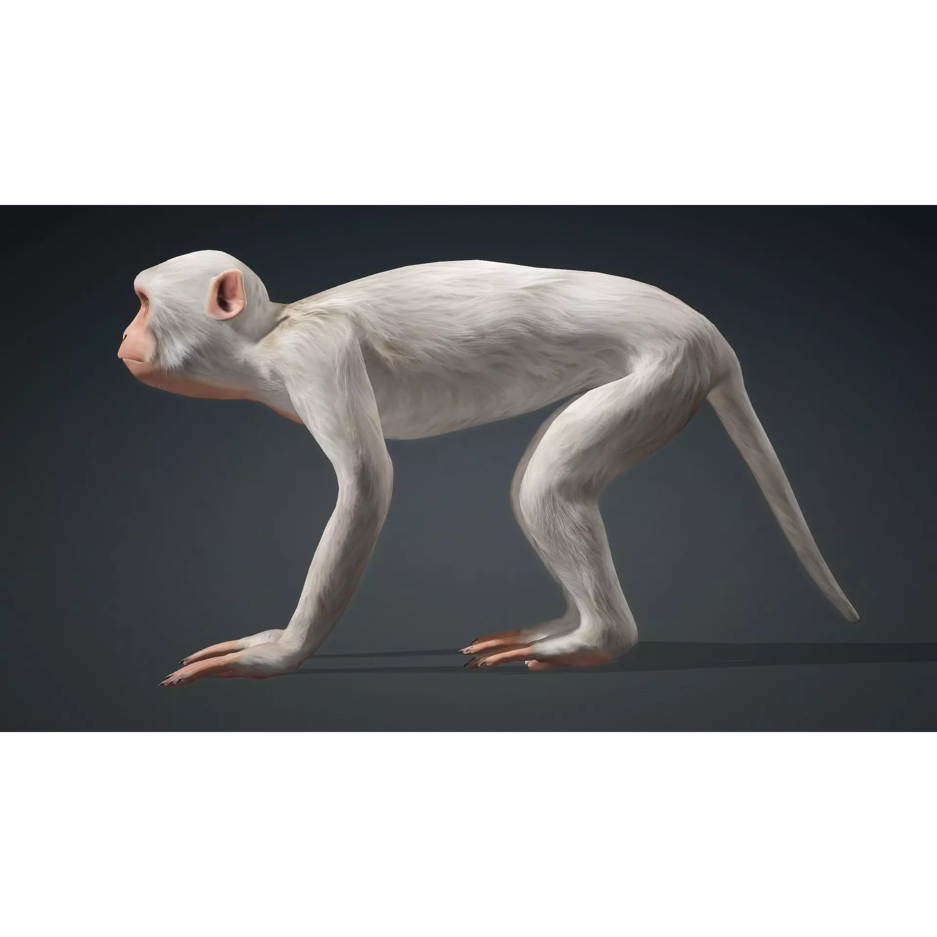 Monkey-B2 Free 3D model 3