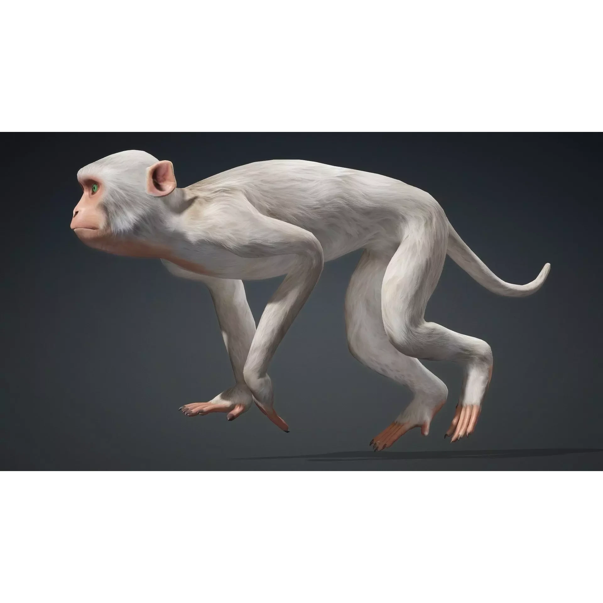 Monkey-B2 Free 3D model 4
