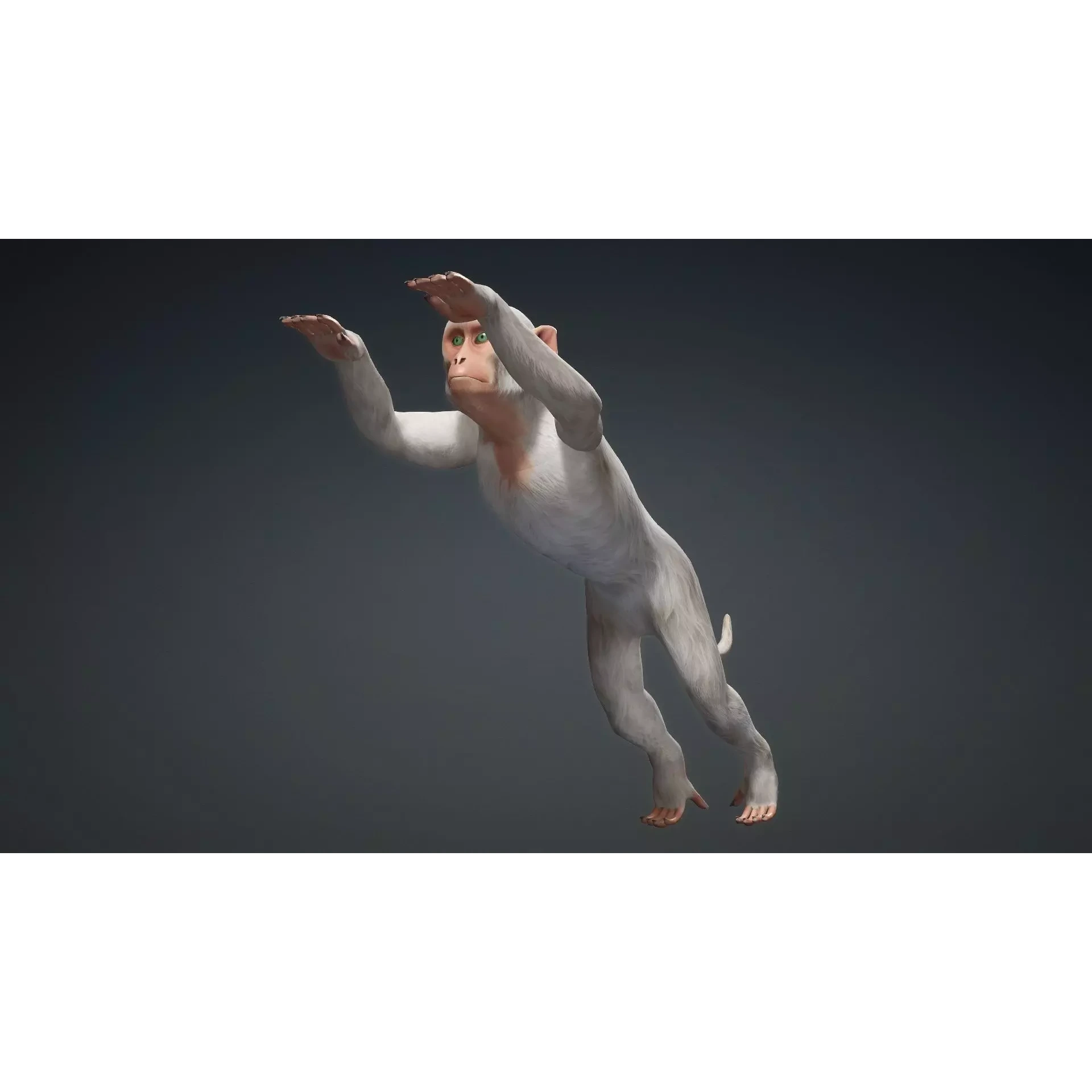 Monkey-B2 Free 3D model 5